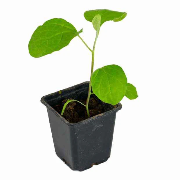 Plant Aubergine Baluroi F1 - Image 3