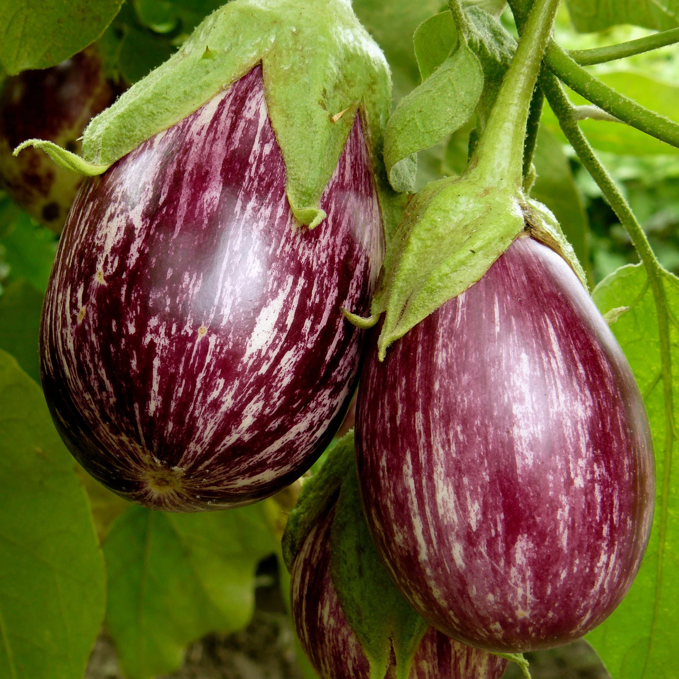 Plant Aubergine zébrée violette Rania