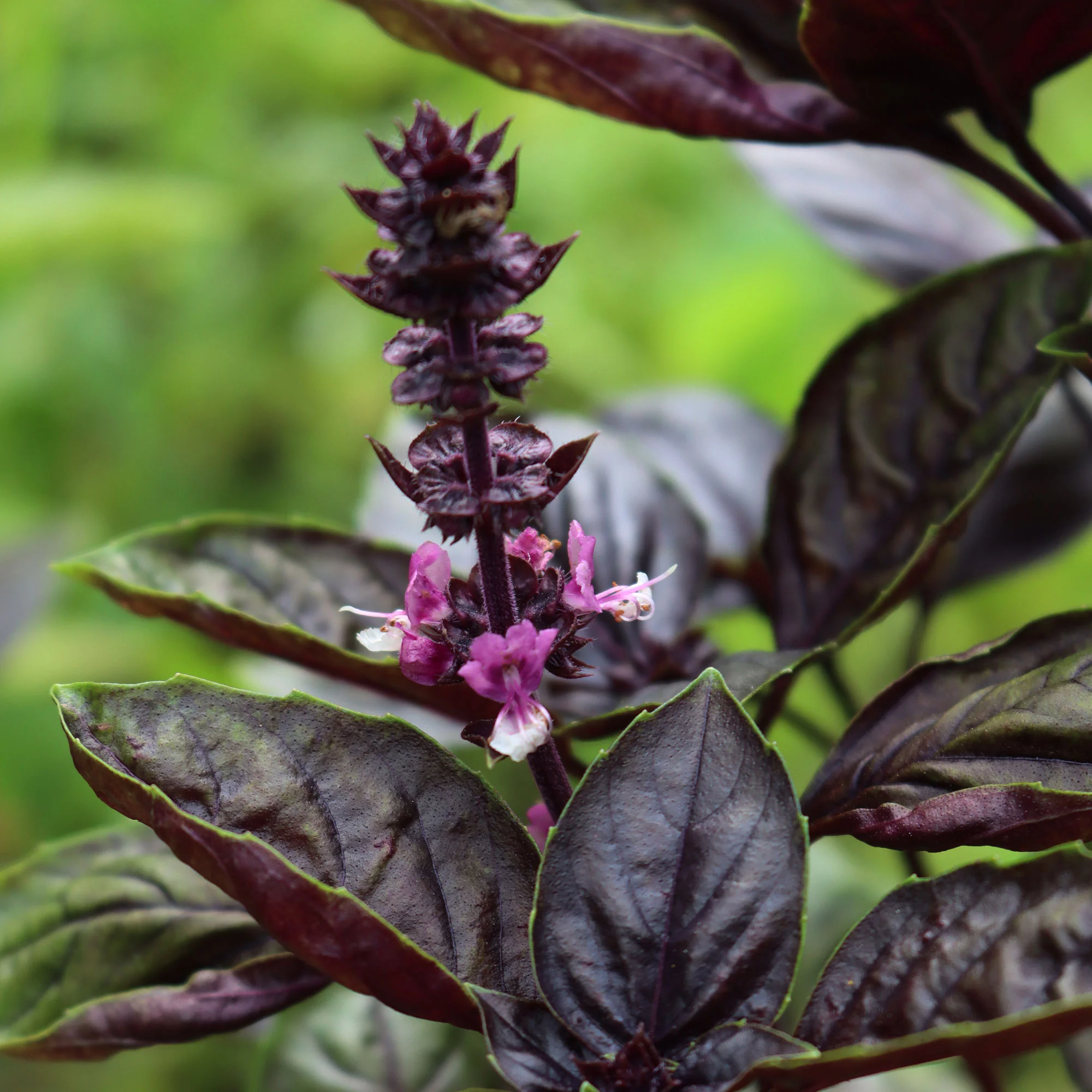 Plant Basilic pourpre - Image 3