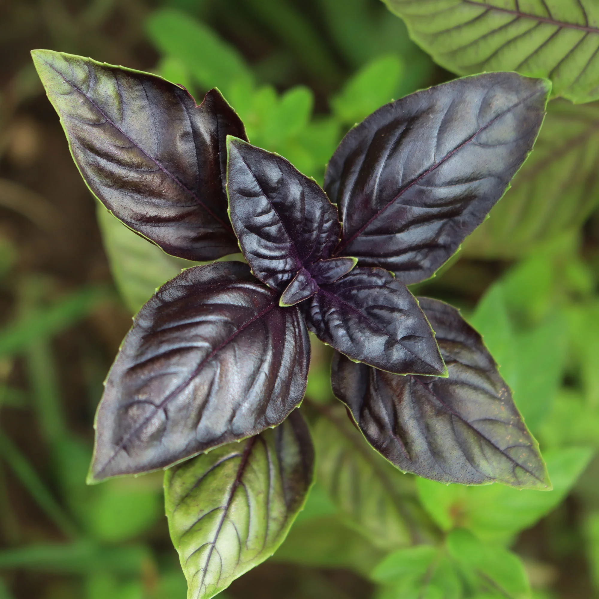 Plant Basilic pourpre - Image 4