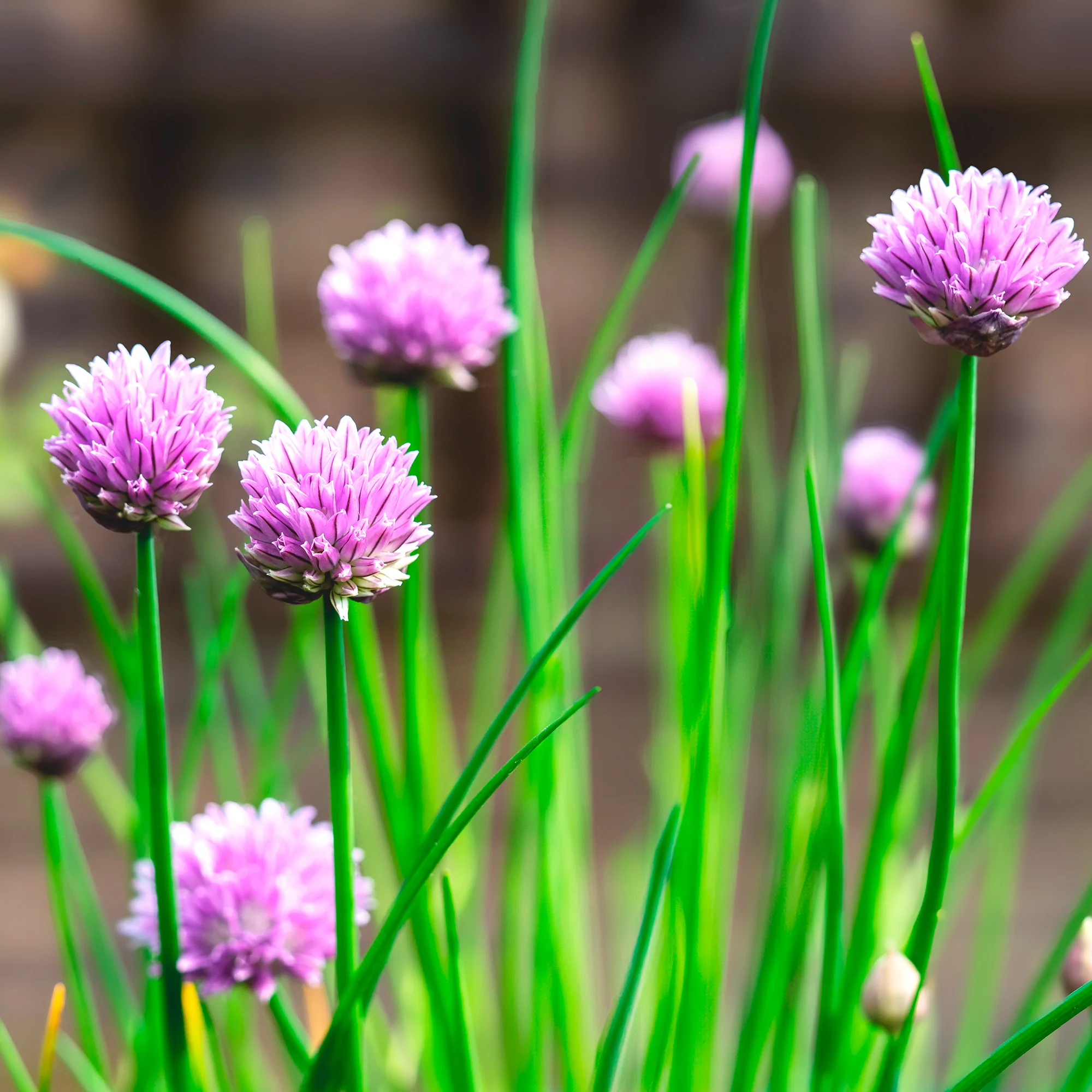 Plant Ciboulette - Image 5
