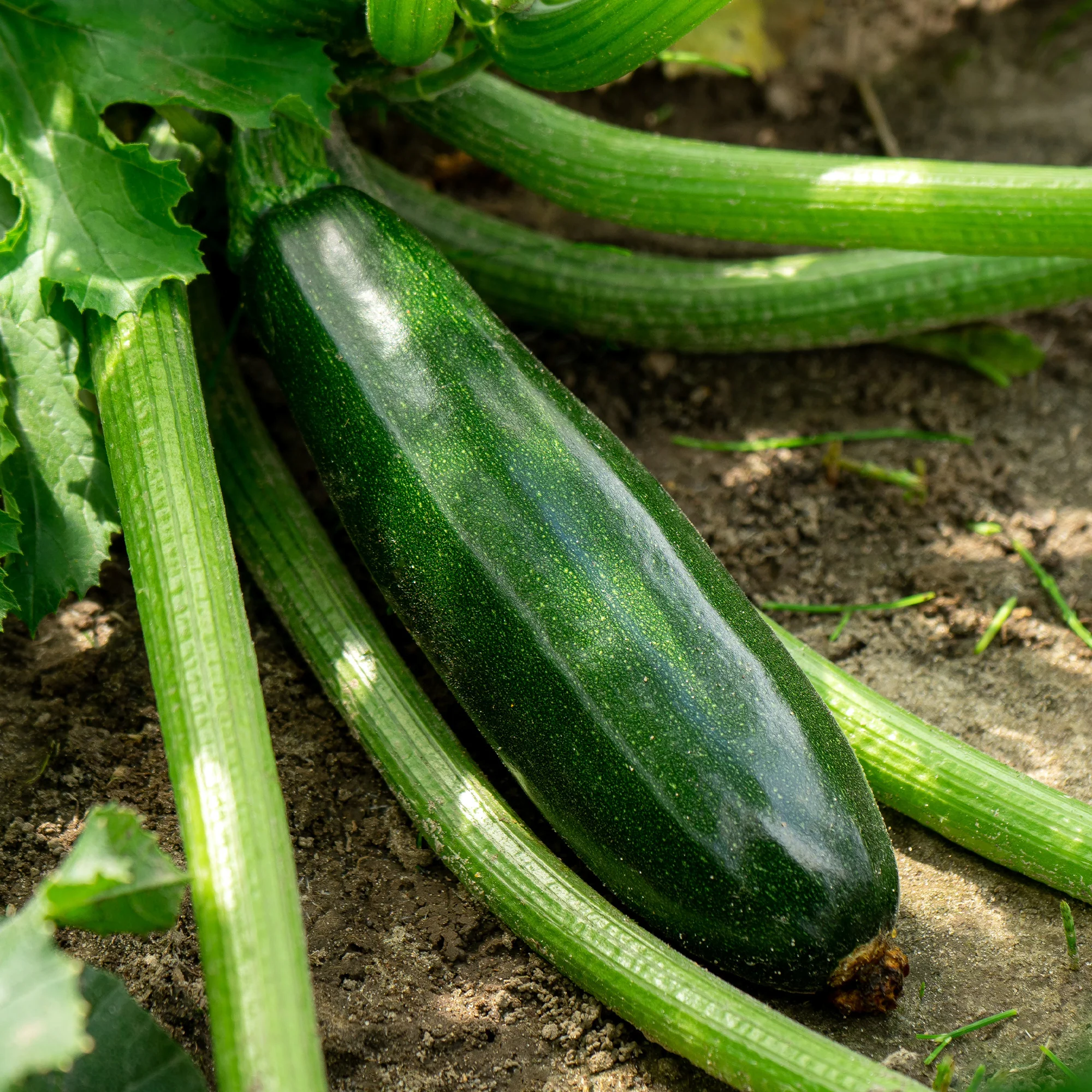 Plant Courgette Tarmino F1 - Image 3