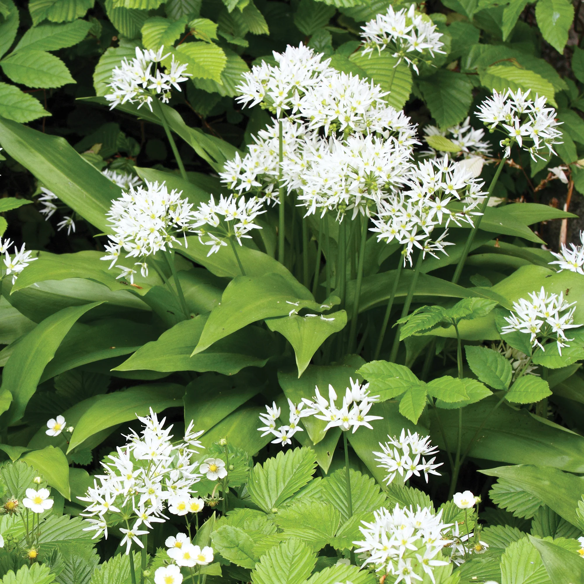 Plant d'Ail des Ours - Image 2