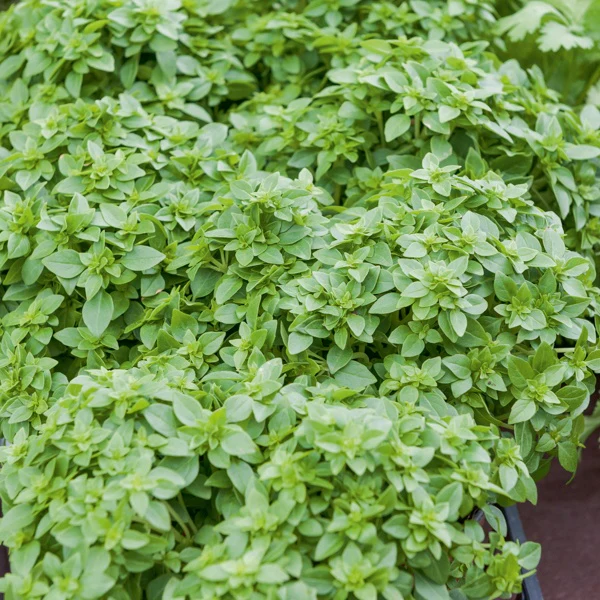 Plant de Basilic Fin vert