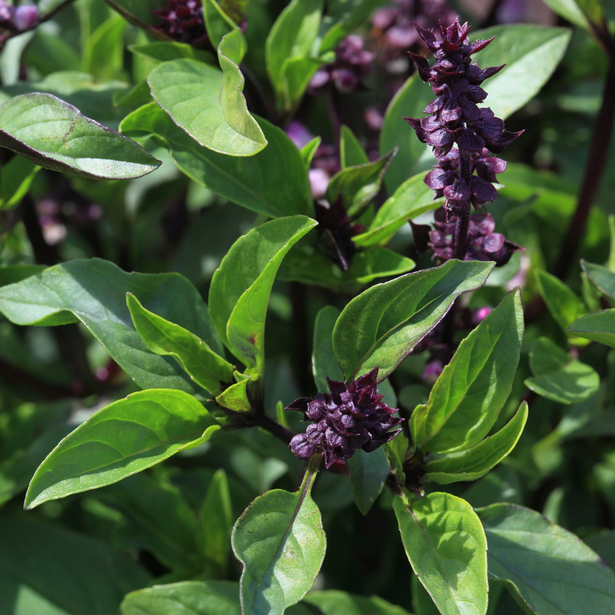 Plant de Basilic Thaï - Image 3