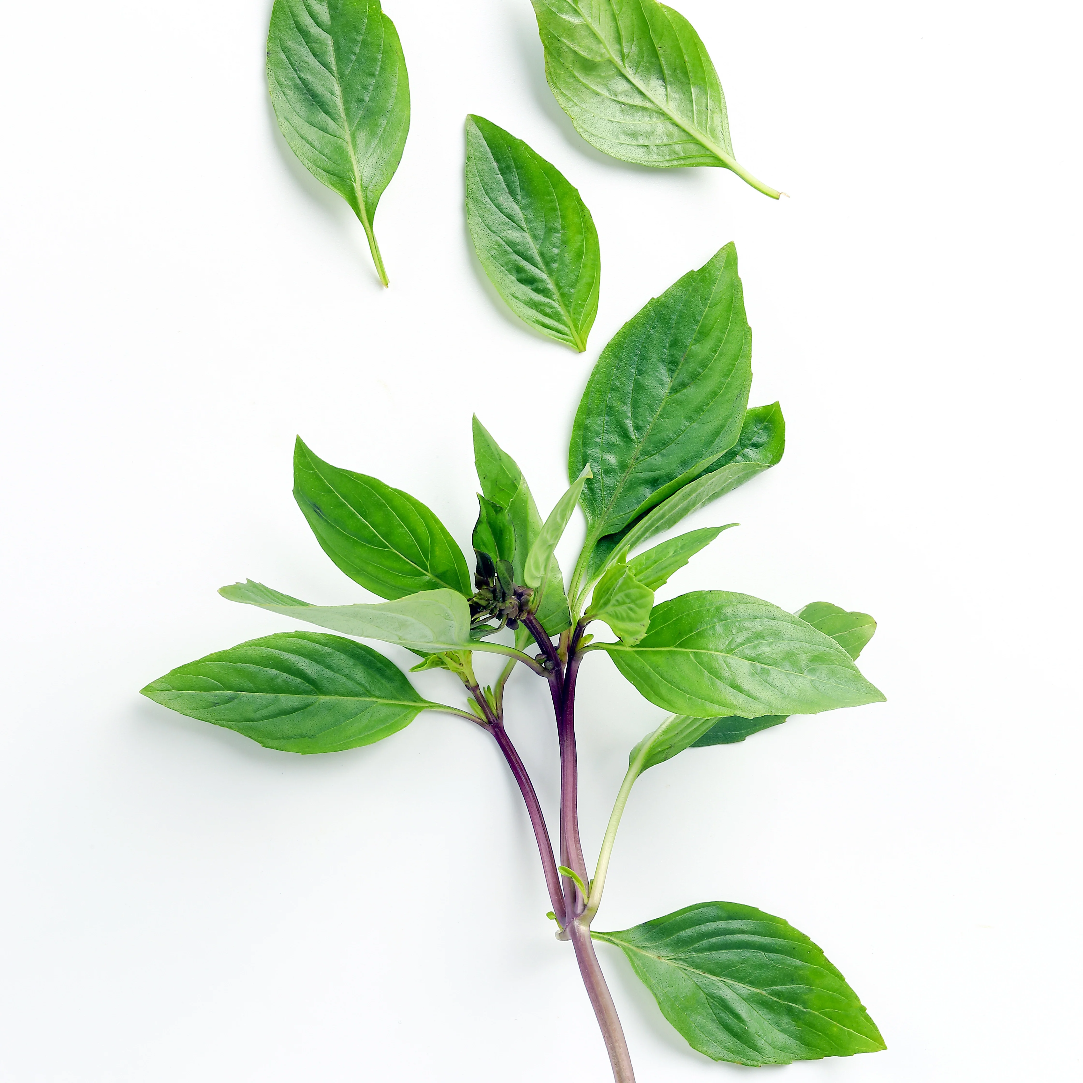 Plant de Basilic Thaï - Image 4