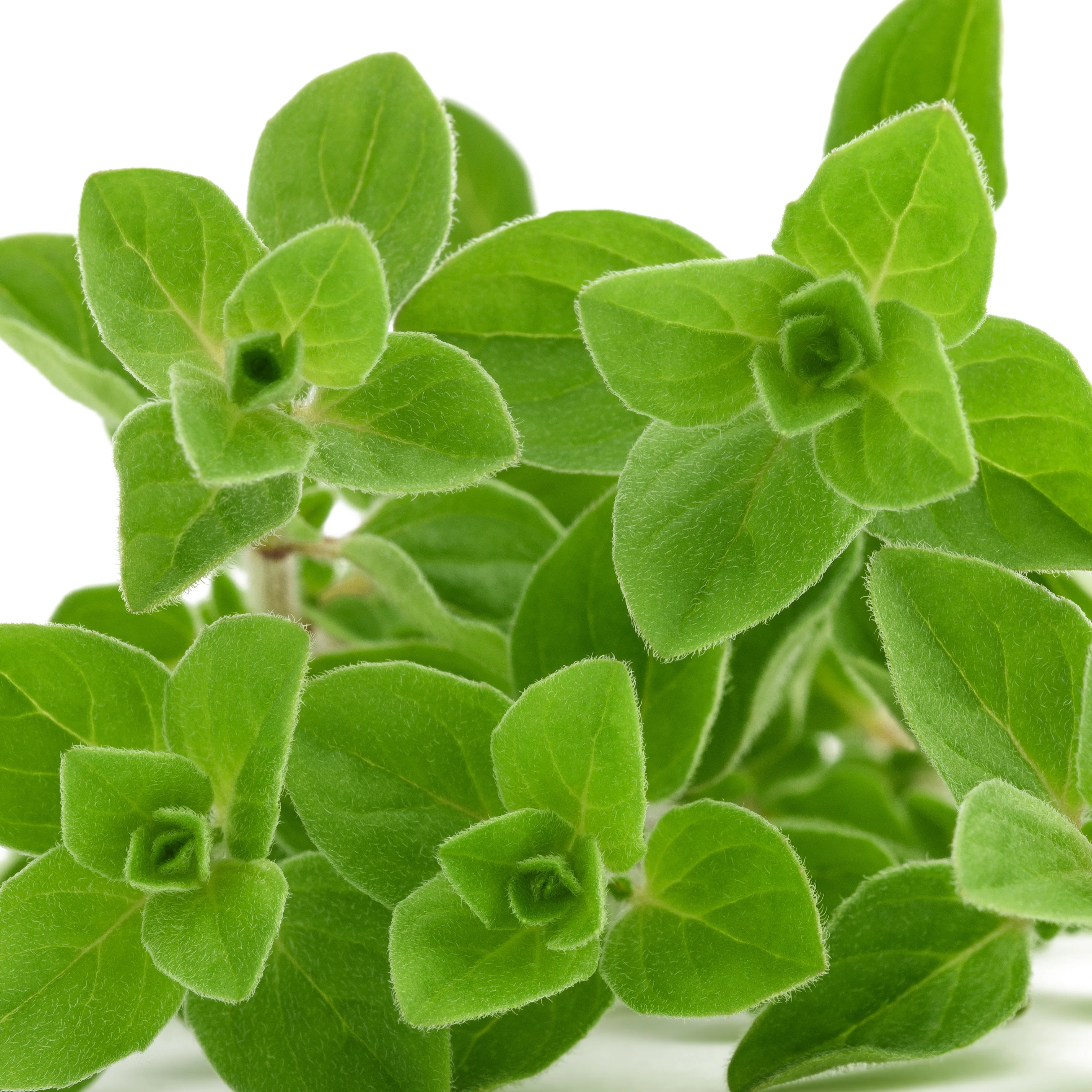 Plant d'Origan - Image 2