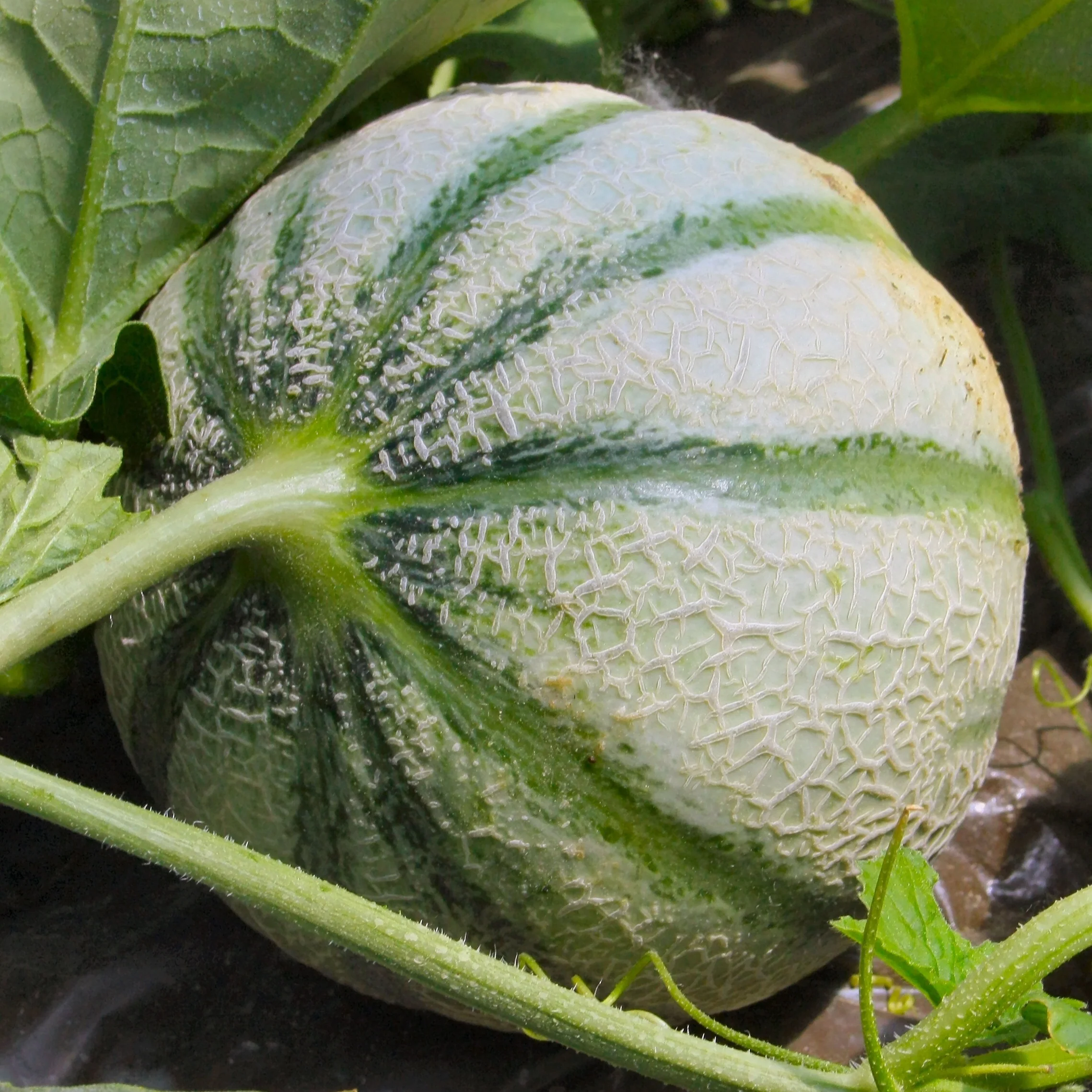 Plant Melon Cezanne F1