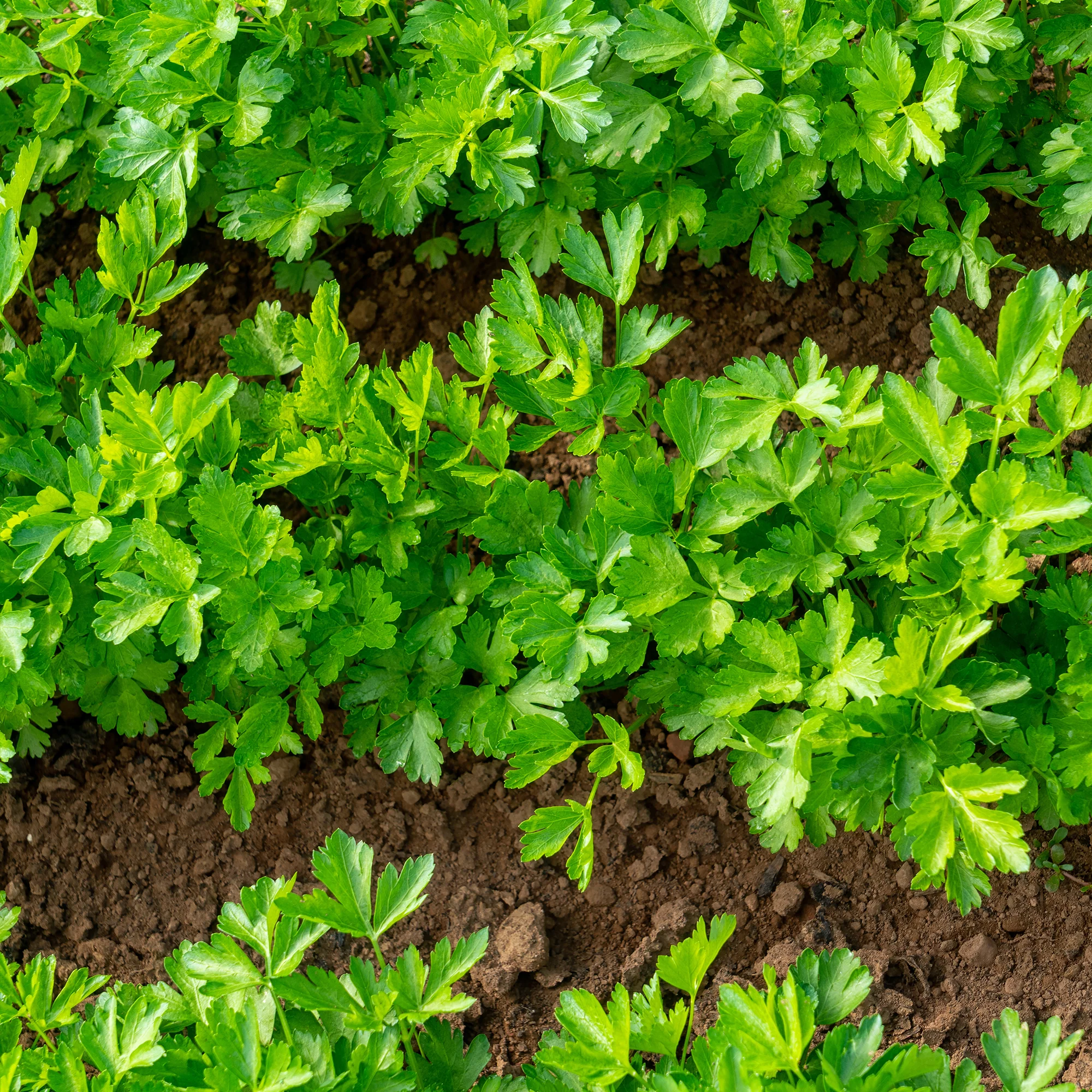 Plant Persil commun - Image 3