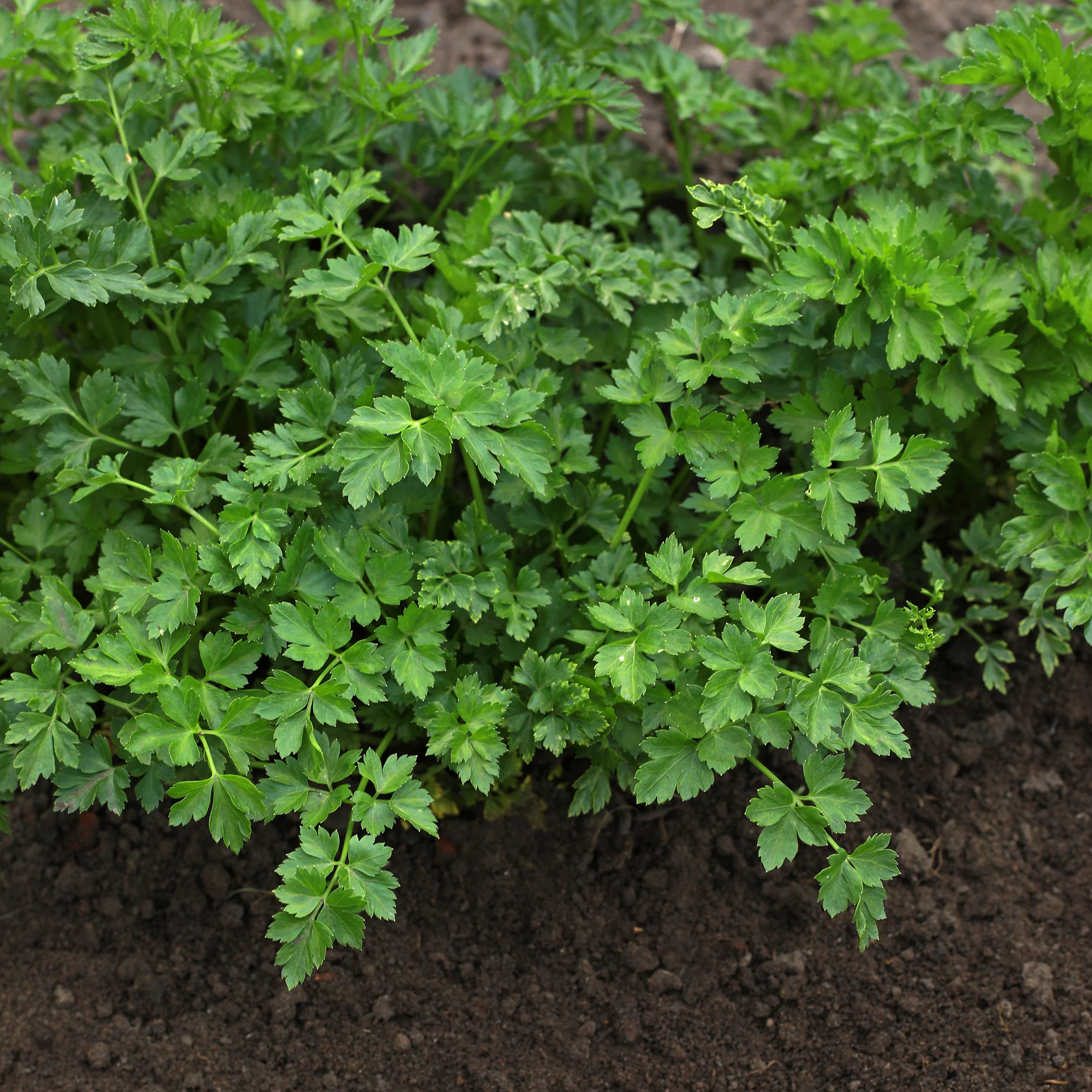 Plant Persil commun - Image 5