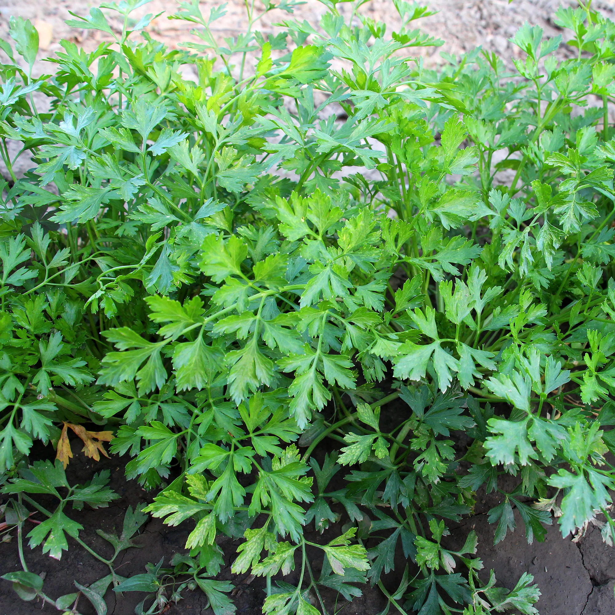 Plant Persil commun - Image 9