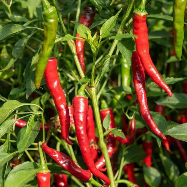 Plant Piment de Cayenne