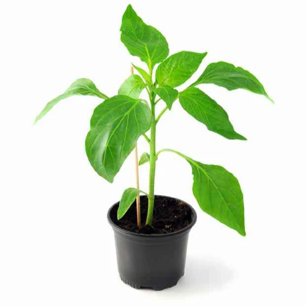 Plant Poivron Lamuyo - Image 4