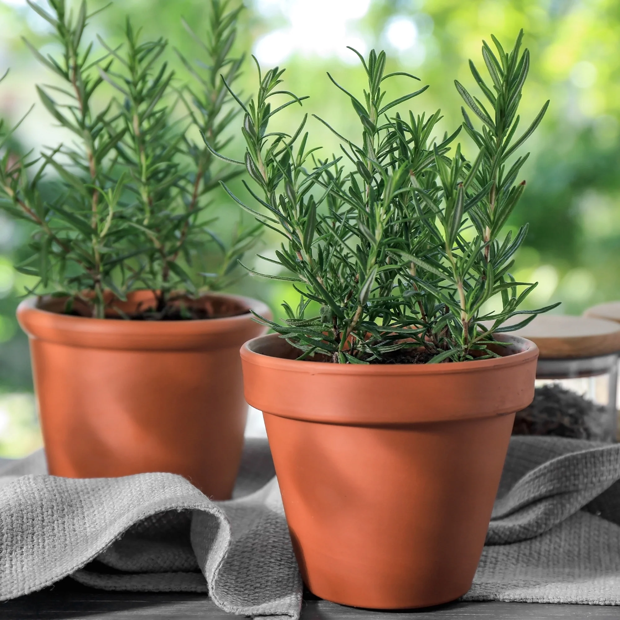 Plant Romarin - Image 2