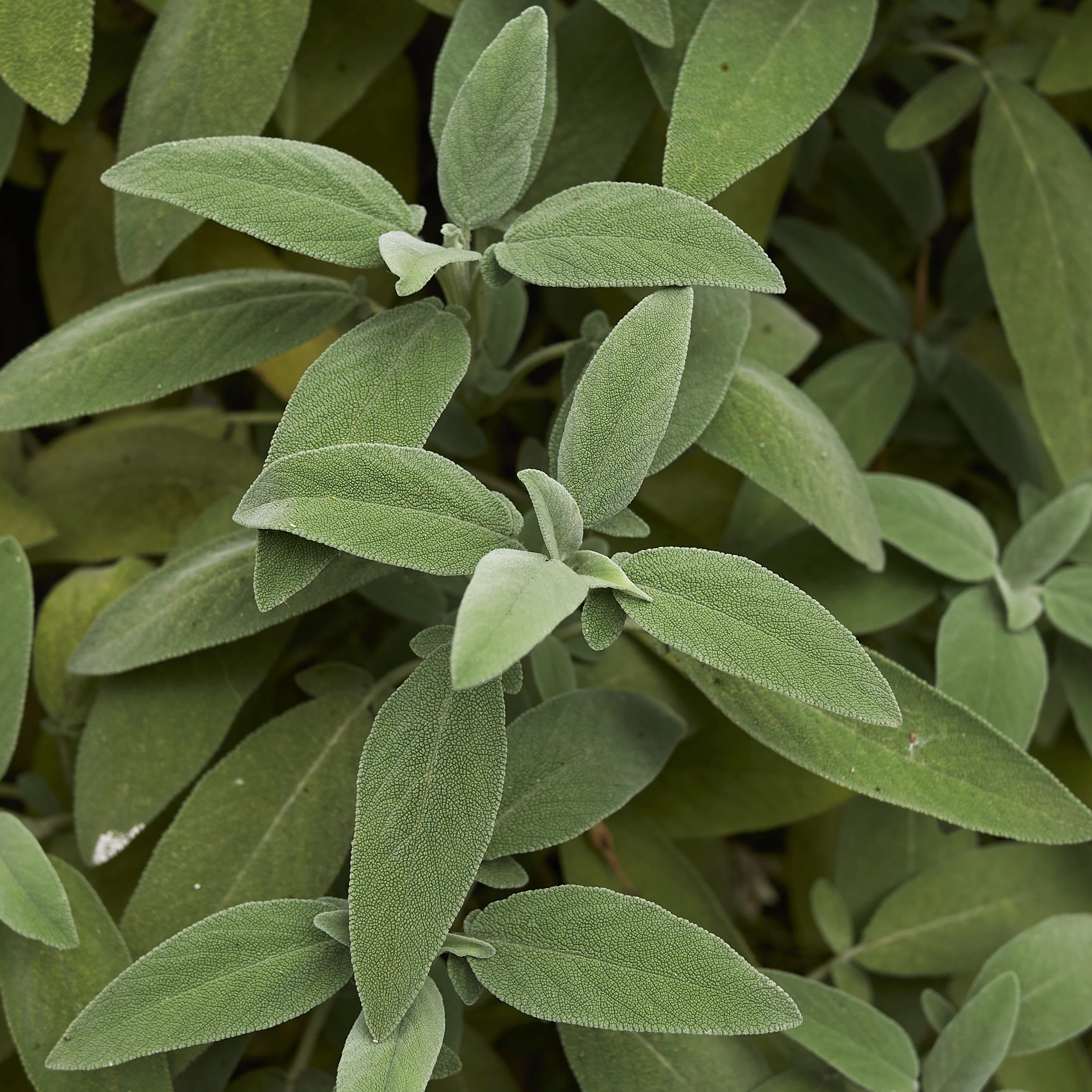 Plant Sauge officinale - Image 2