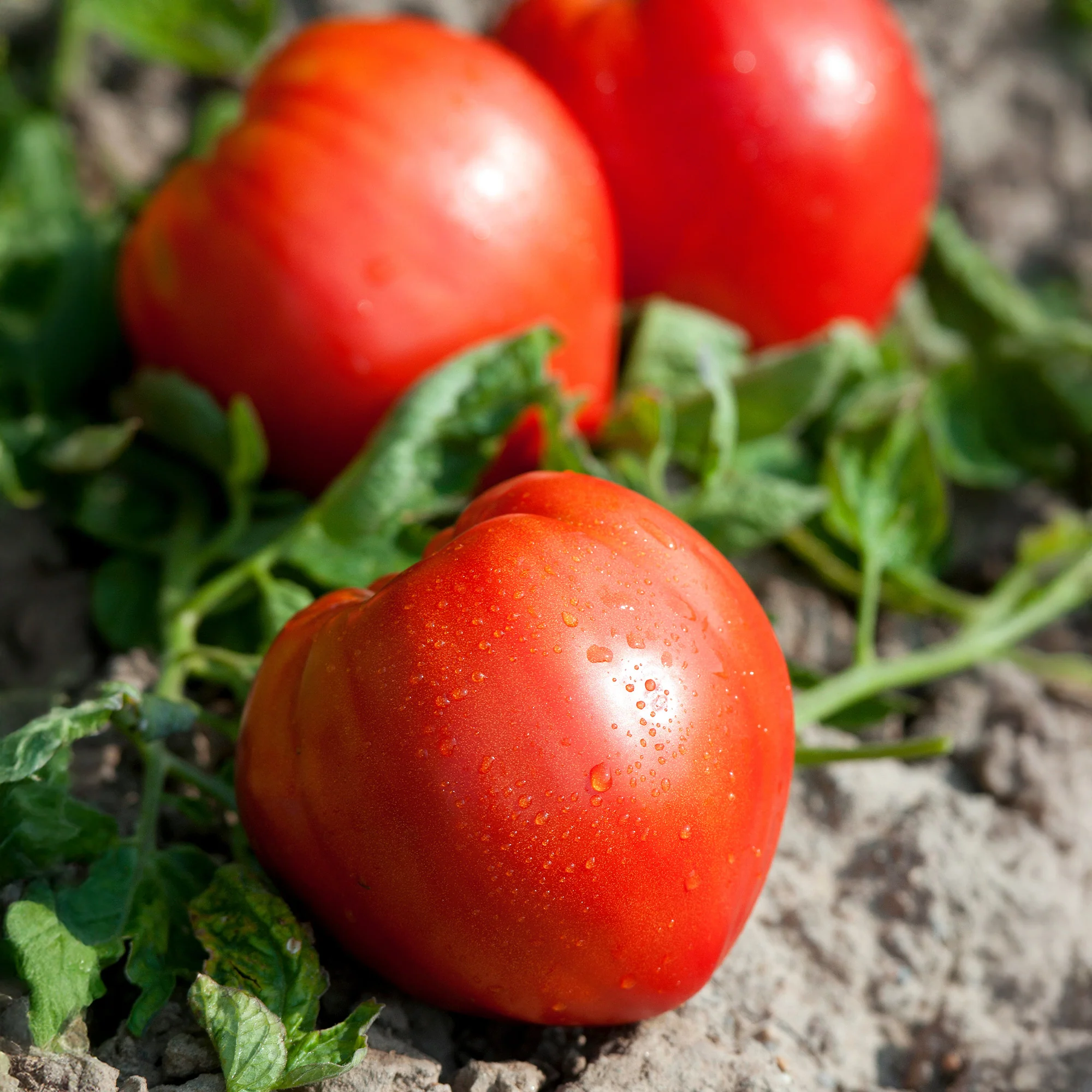 Plant Tomate Coeur de Boeuf - Image 3