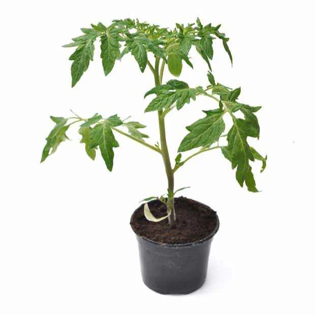 Plant Tomate Coeur de Boeuf - Image 4