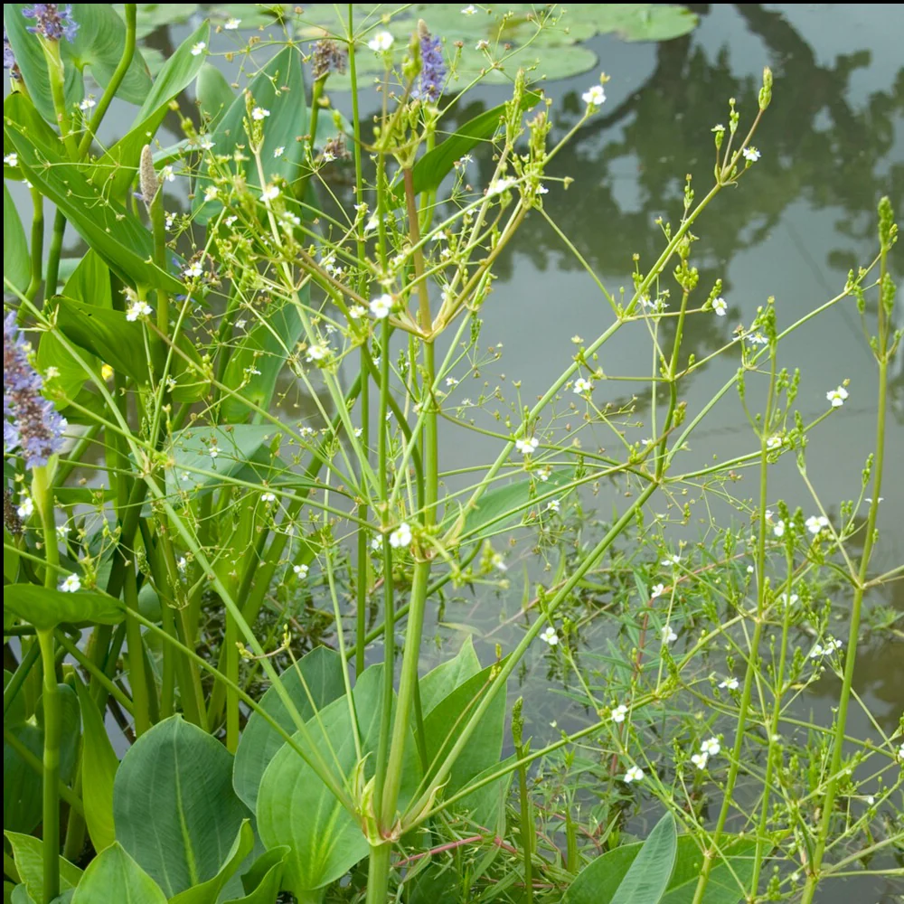 Plantain d'eau - Image 3