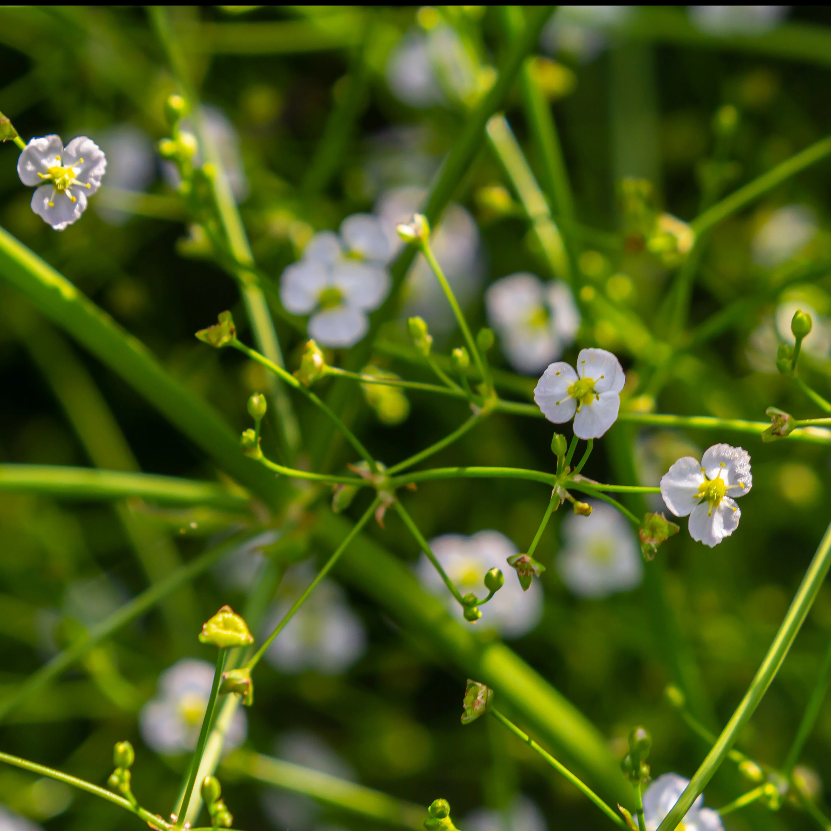 Plantain d'eau - Image 4