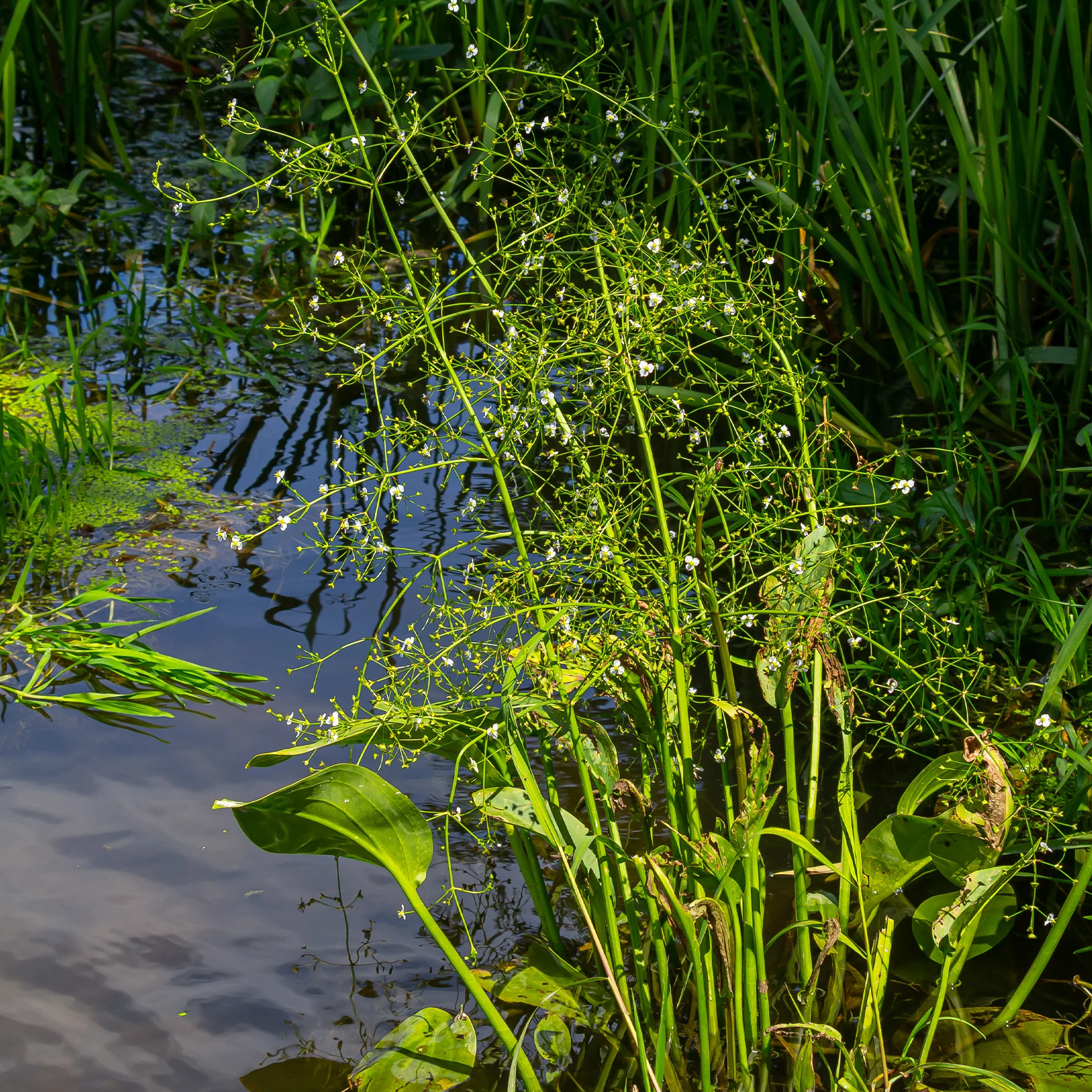 Plantain d'eau lancéolé - Image 4