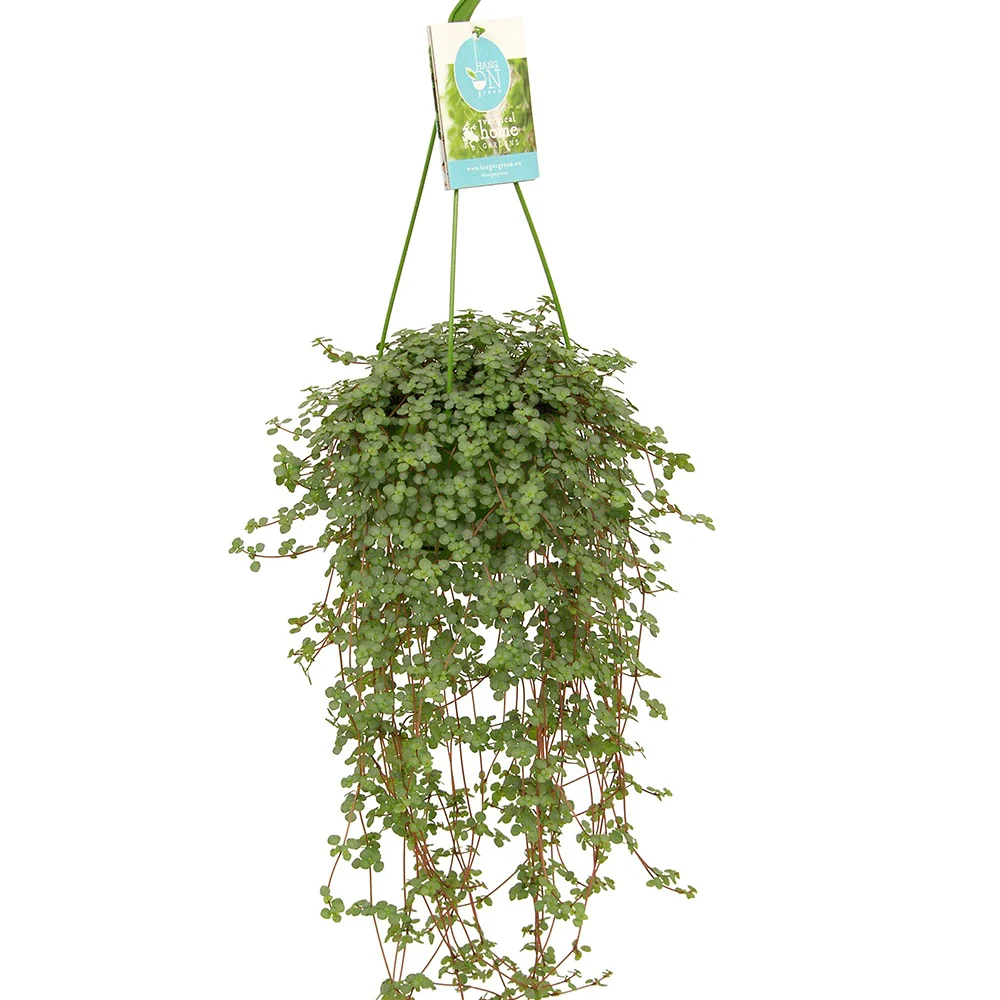 Plante à monnaie chinoise Pilea glaucophylla avec pot suspendu en plastique  - Plante suspendue - Image 3
