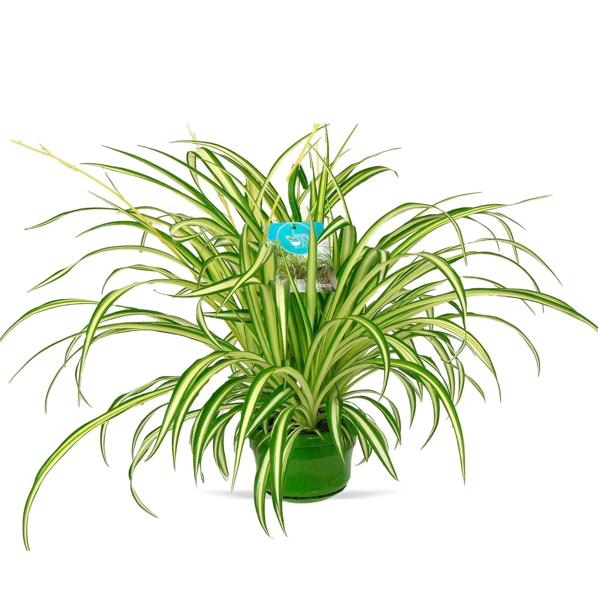 Plante-araignée Chlorophytum 'Vittatum' - Image 3