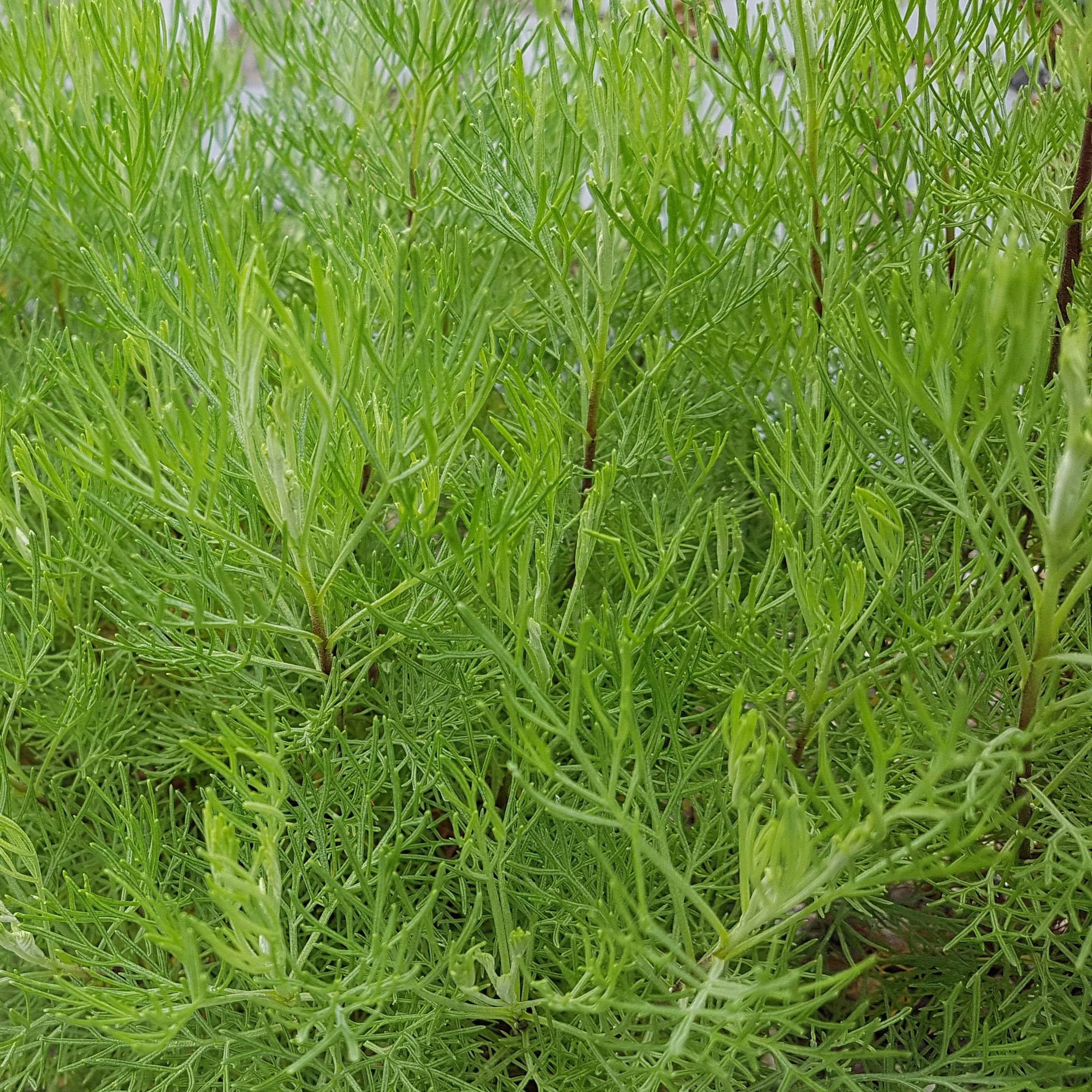 Plante cola - Image 2