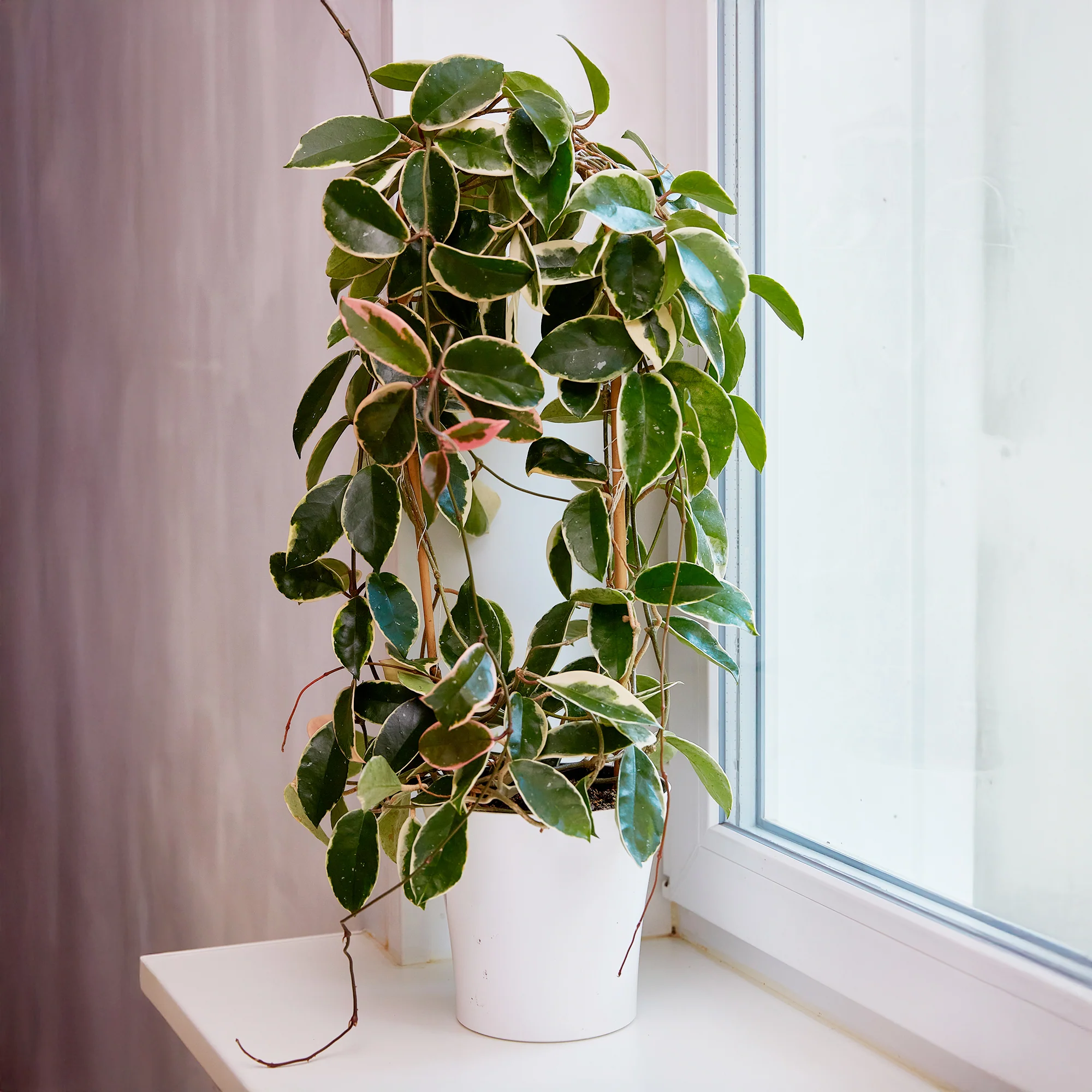 Plante de cire - Image 3