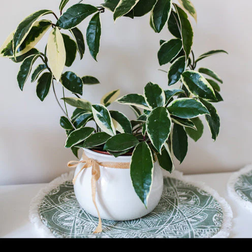 Plante de cire - Image 4