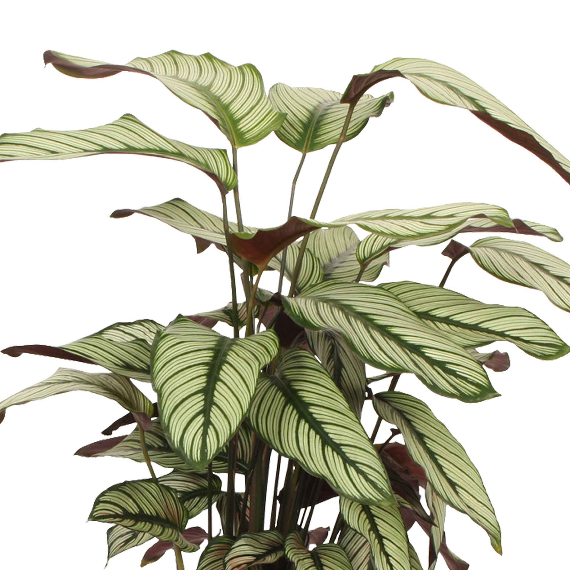 Plante de l'ombre Calathea 'White Star' vert-blanc-rose - Image 3