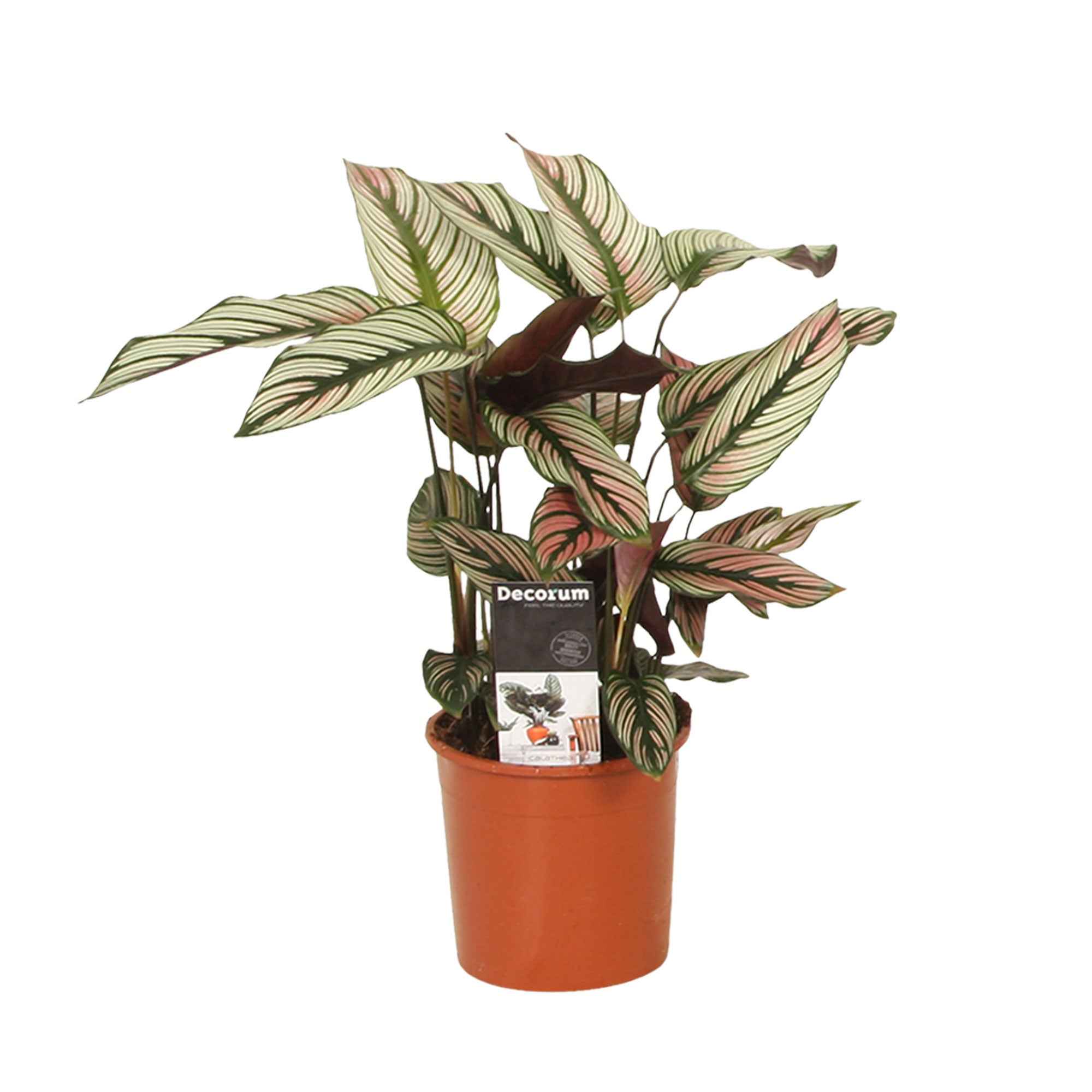 Plante de l'ombre Calathea 'White Star' vert-blanc-rose - Image 4