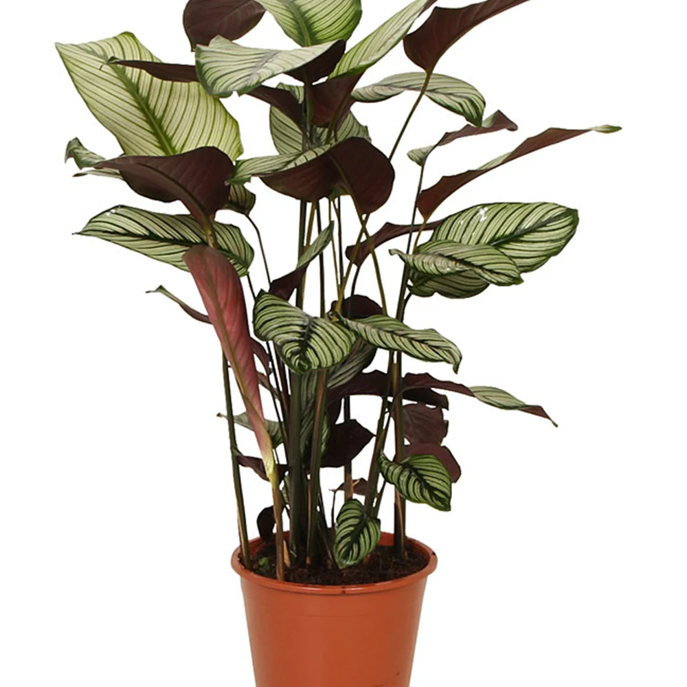Plante de l'ombre Calathea 'White Star' vert-blanc-rose - Image 5