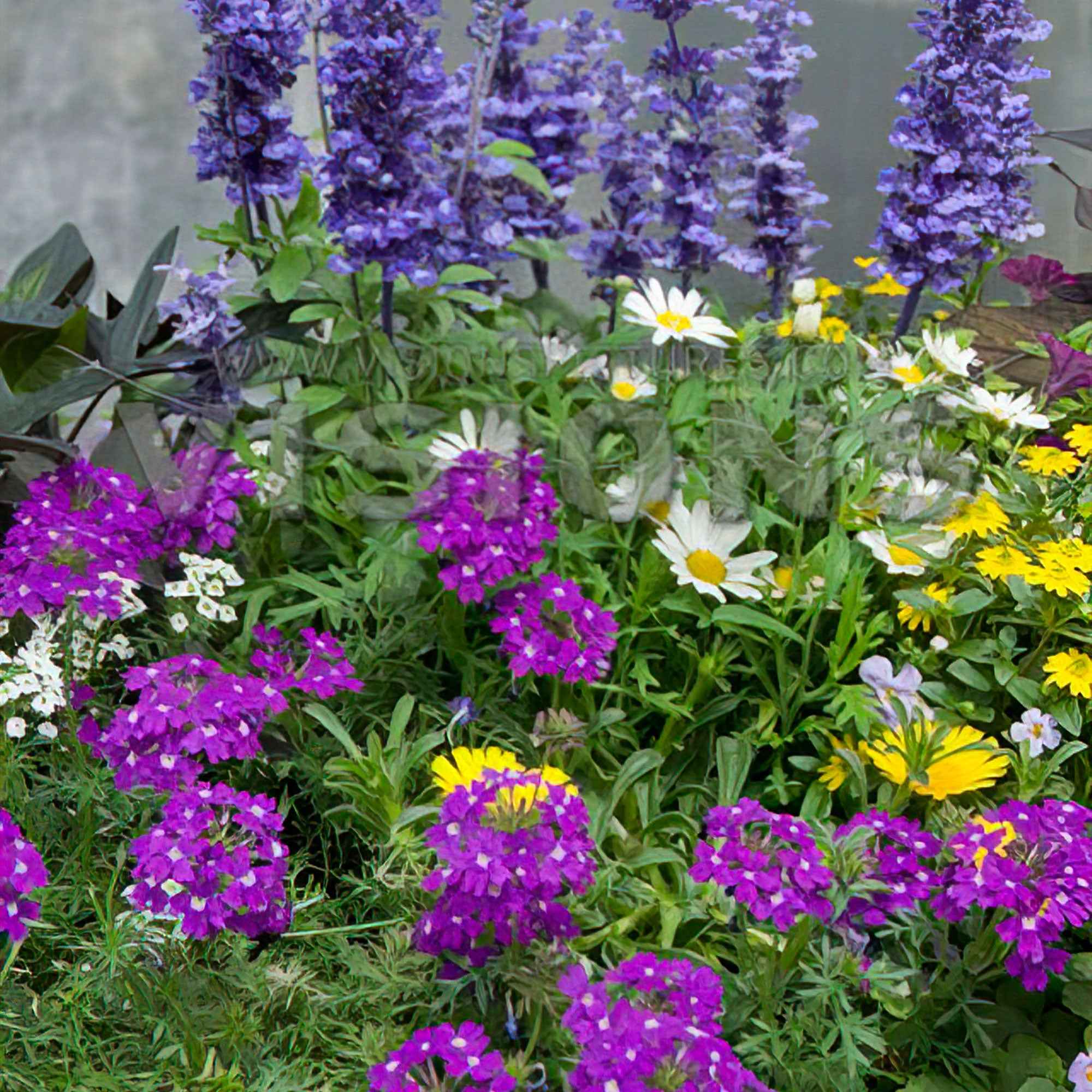 3 plantes vivaces de jardin 'Bee Friendly' en mélange