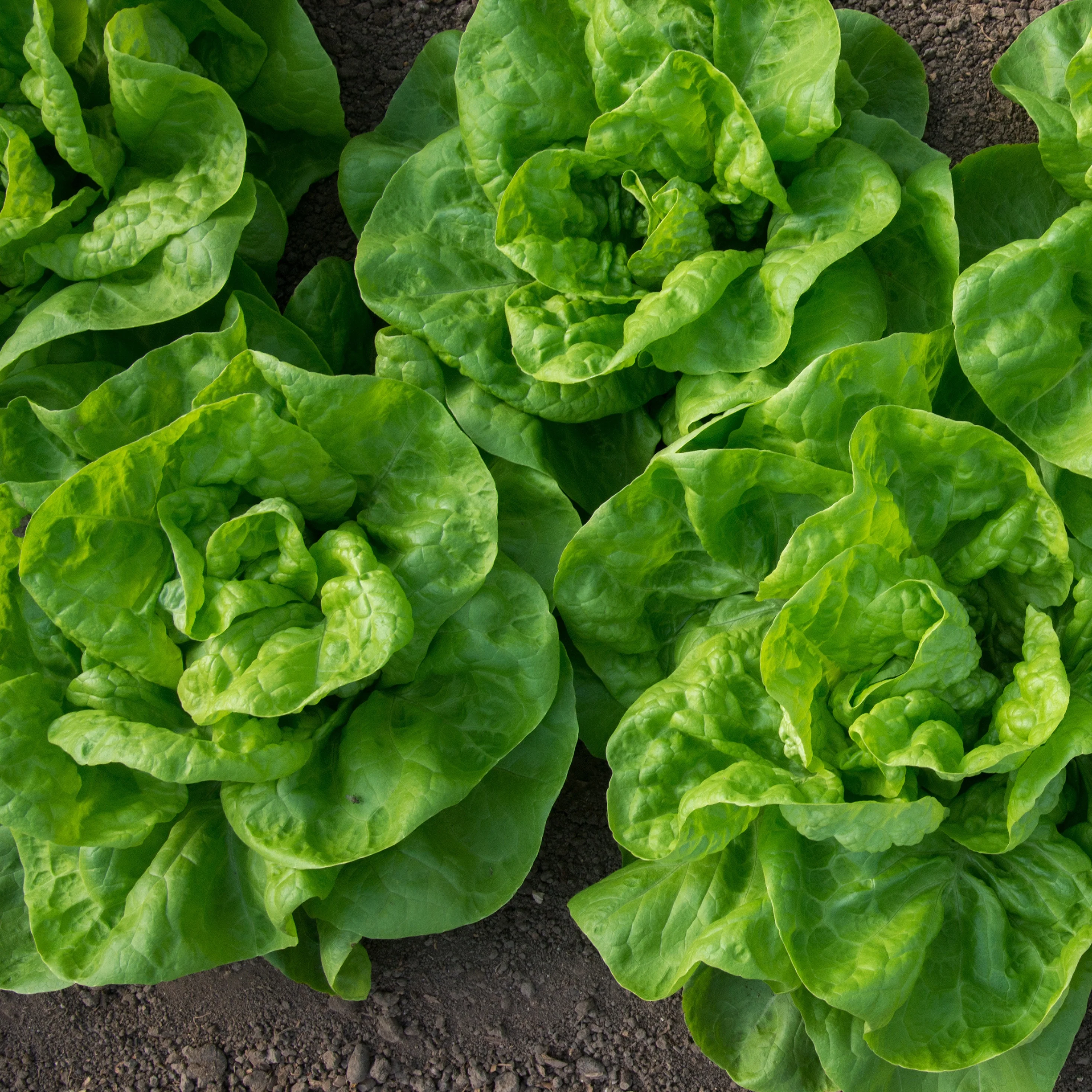 6 Plants de Laitue pommée Novappia
