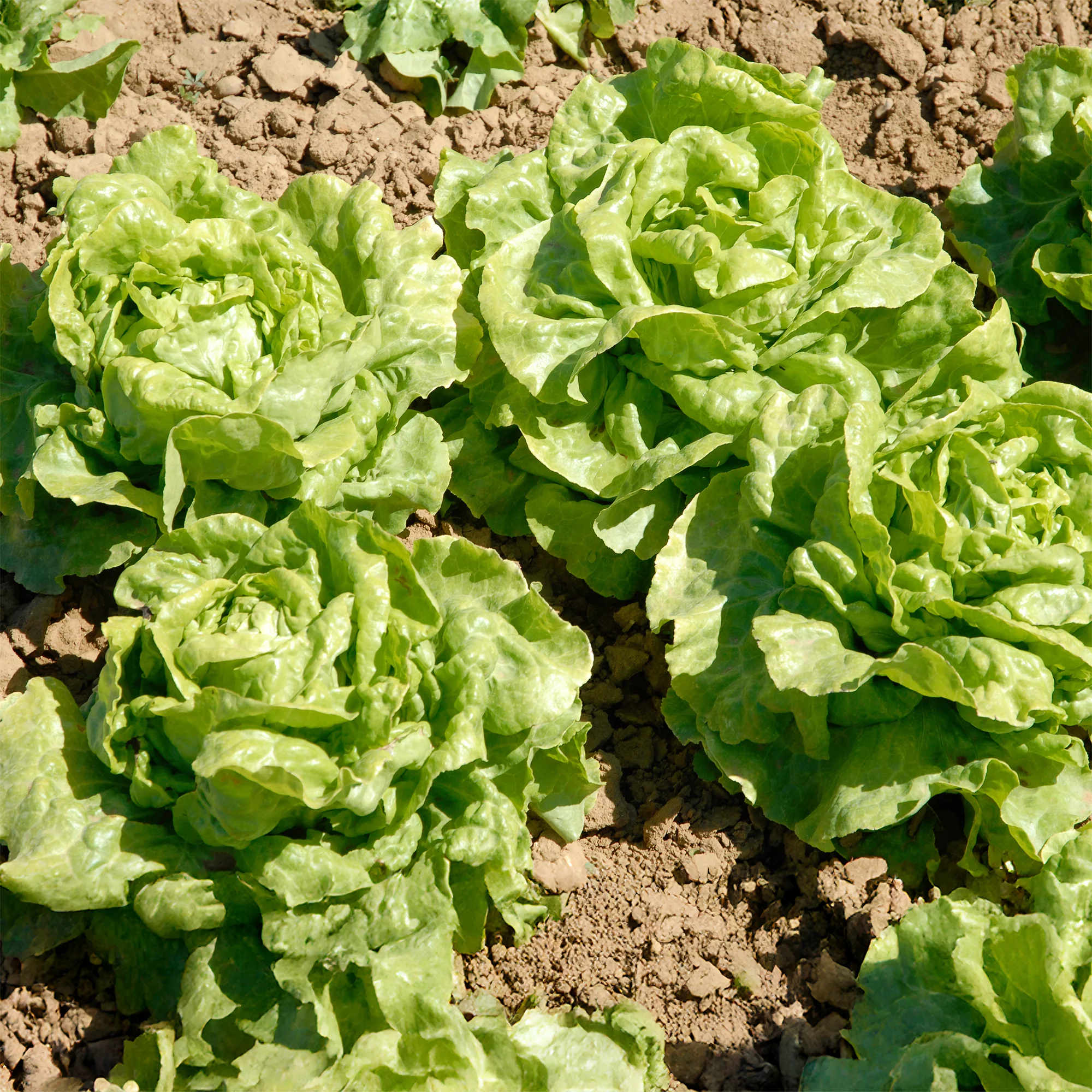 6 Plants de Laitue pommée Novappia - Image 2