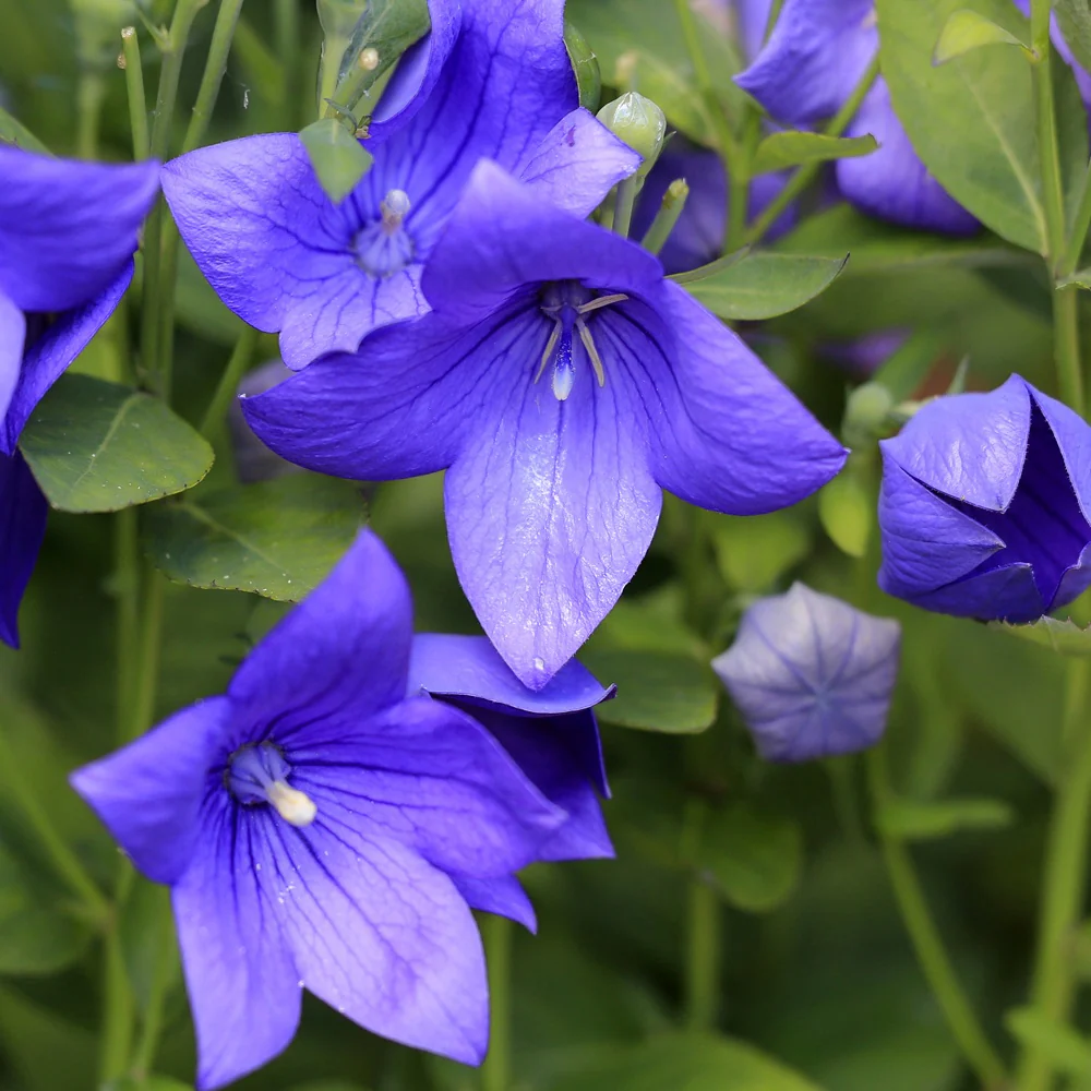 Platycodon à grandes fleurs