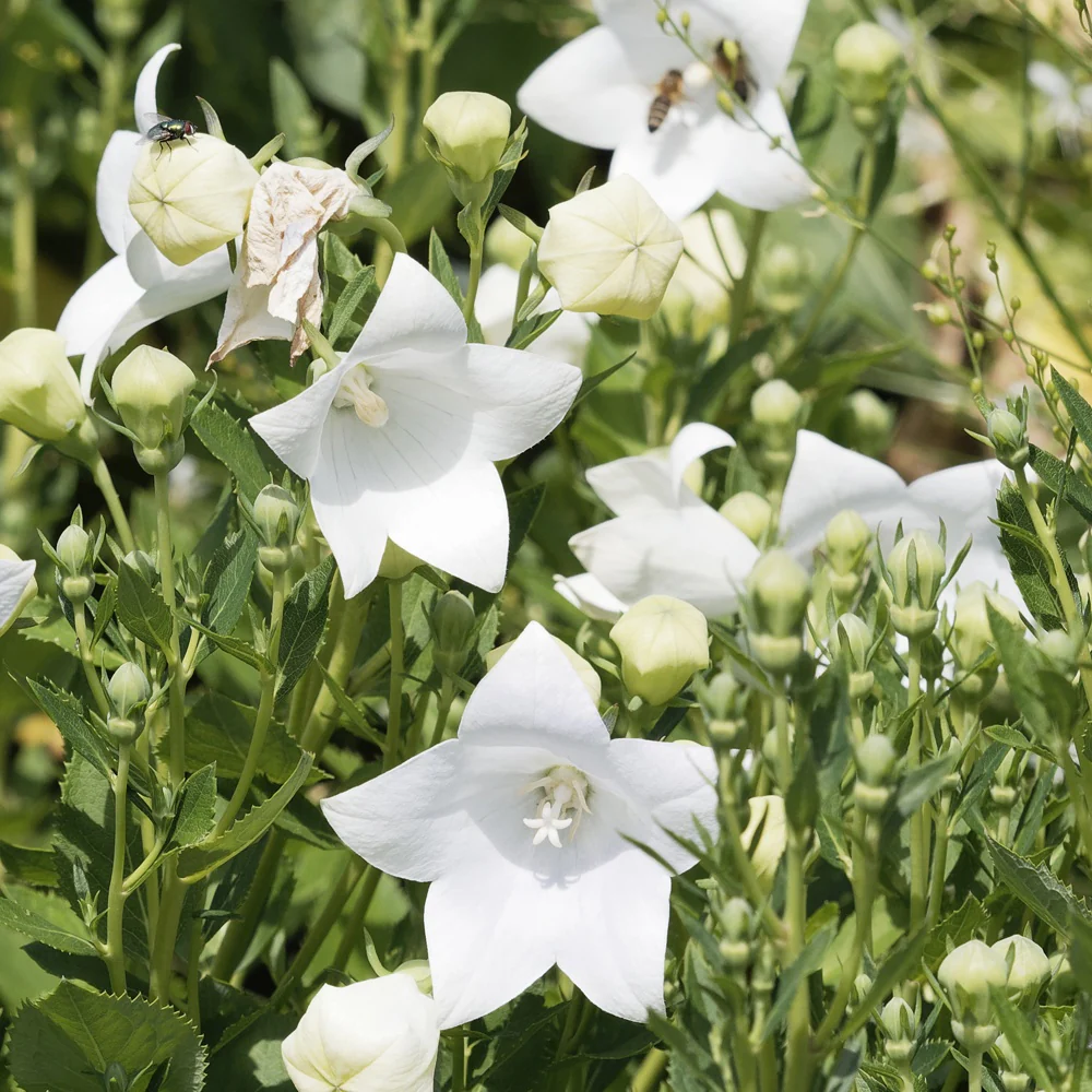 Platycodon à grandes fleurs 'Albus'