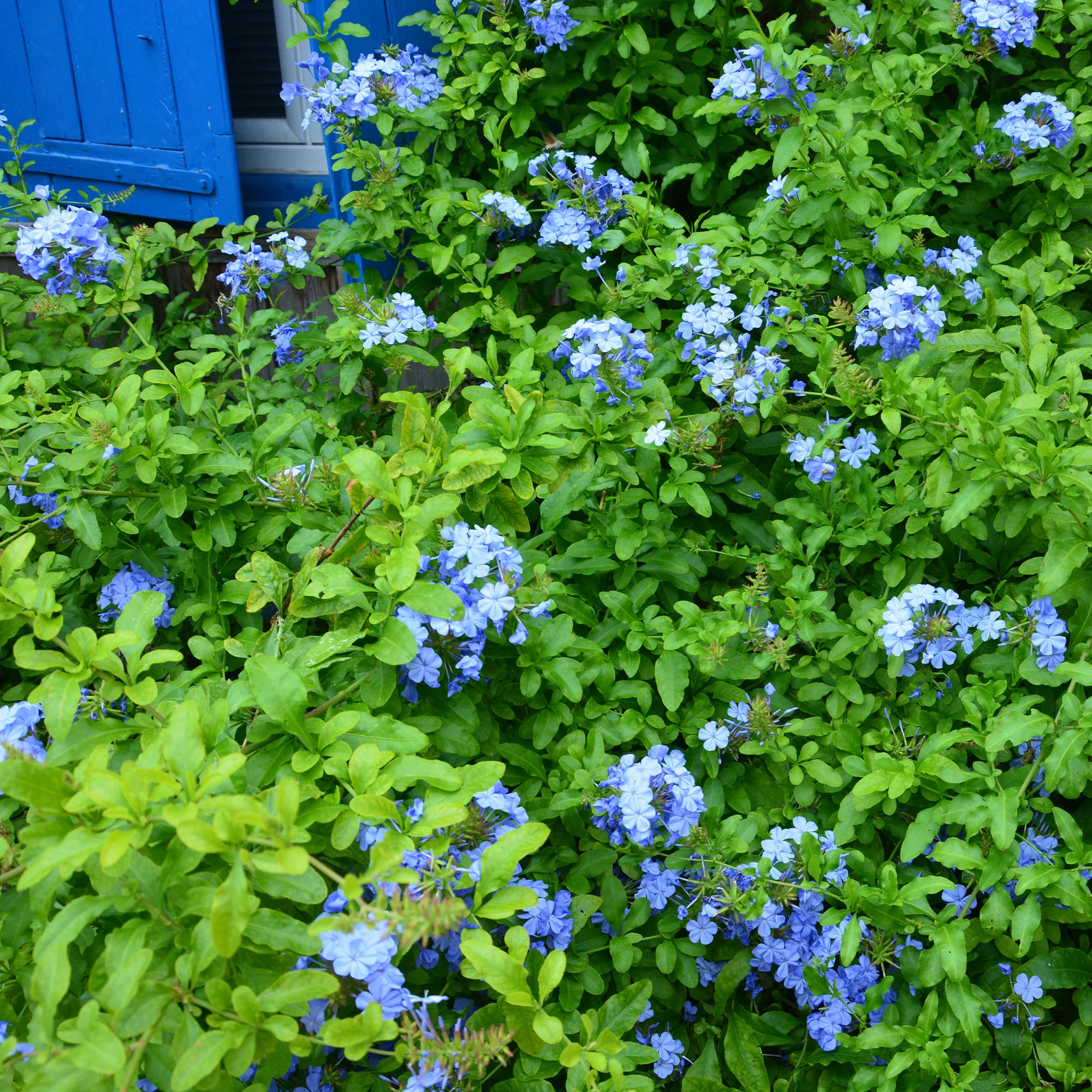 Plumbago Dark Blue