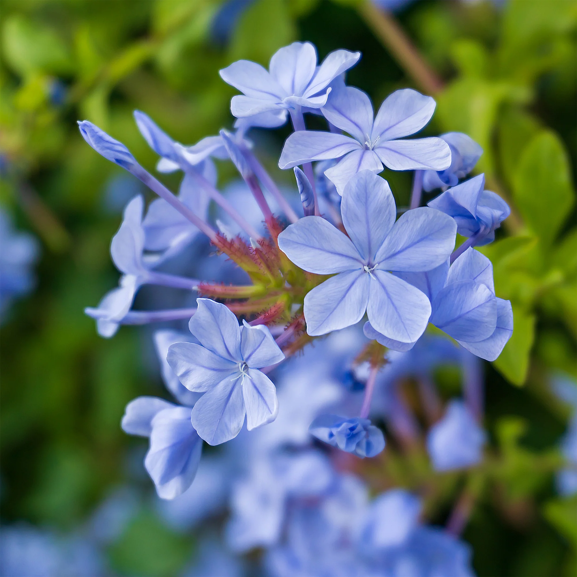 Plumbago Dark Blue - Image 2