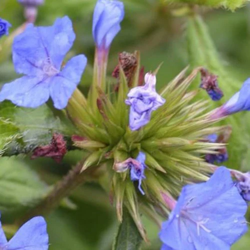 Plumbago de Willmott Forest Blue -Dentelaire arbustive
