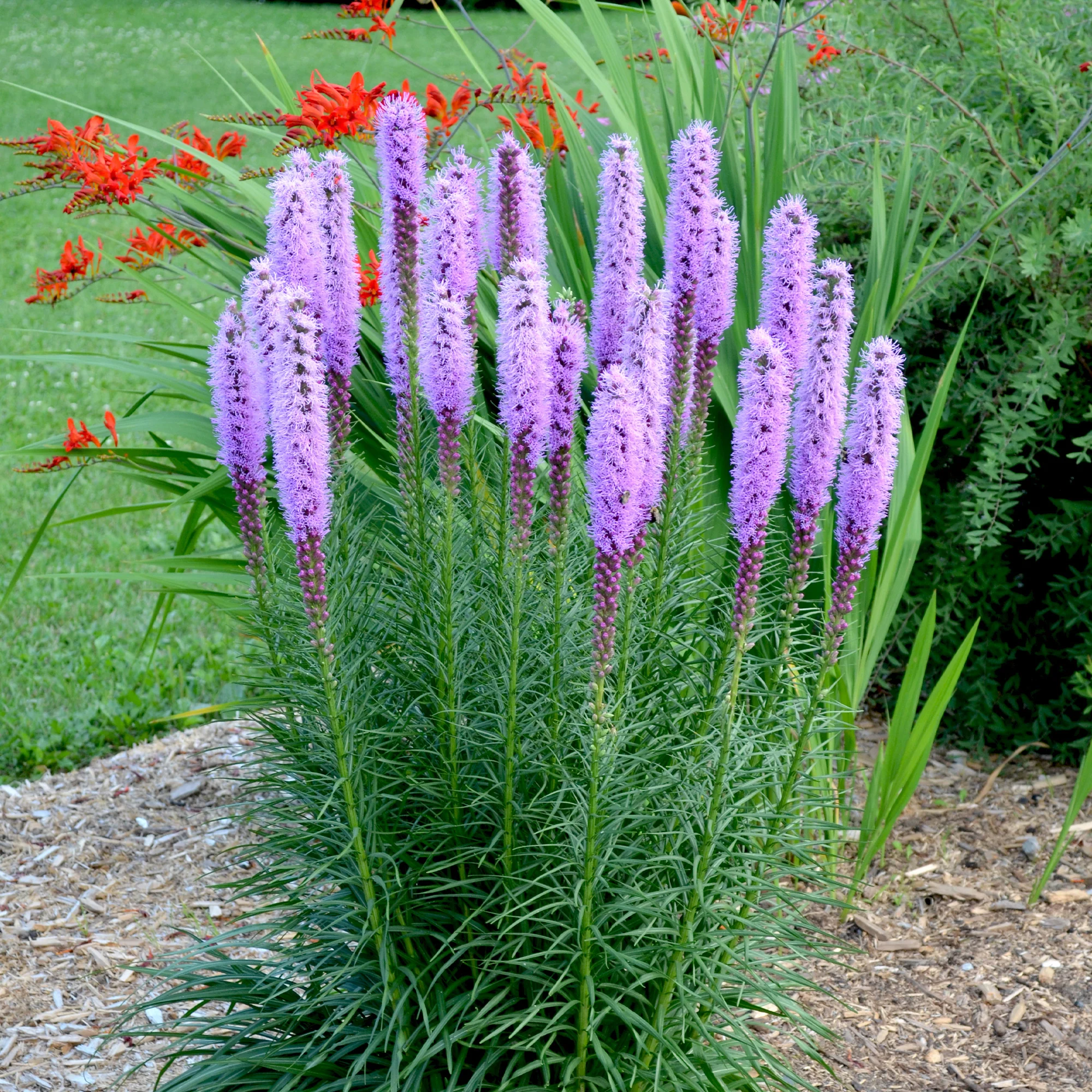 25 Plumes du Kansas - Image 5