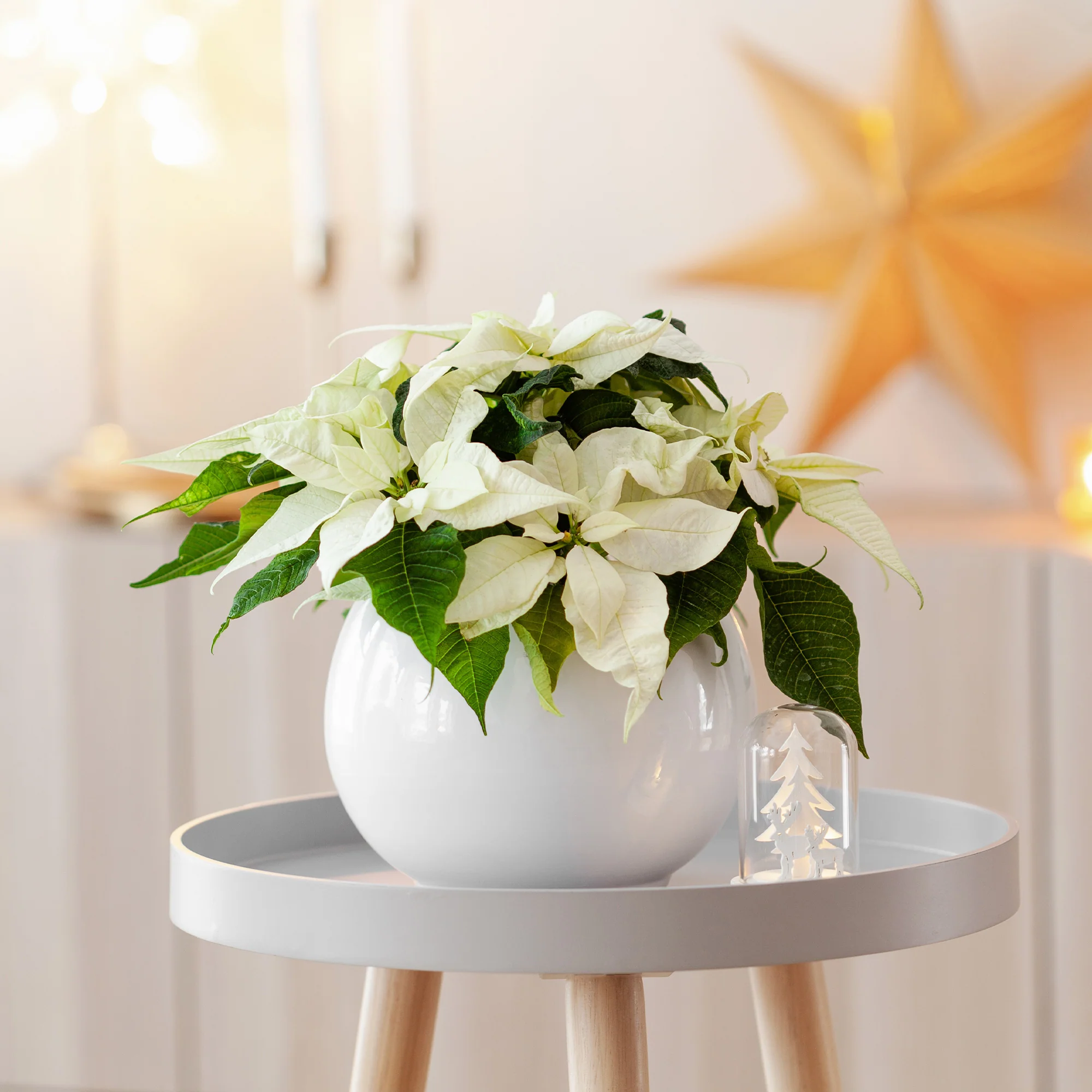 Poinsettia Blanc - Image 3