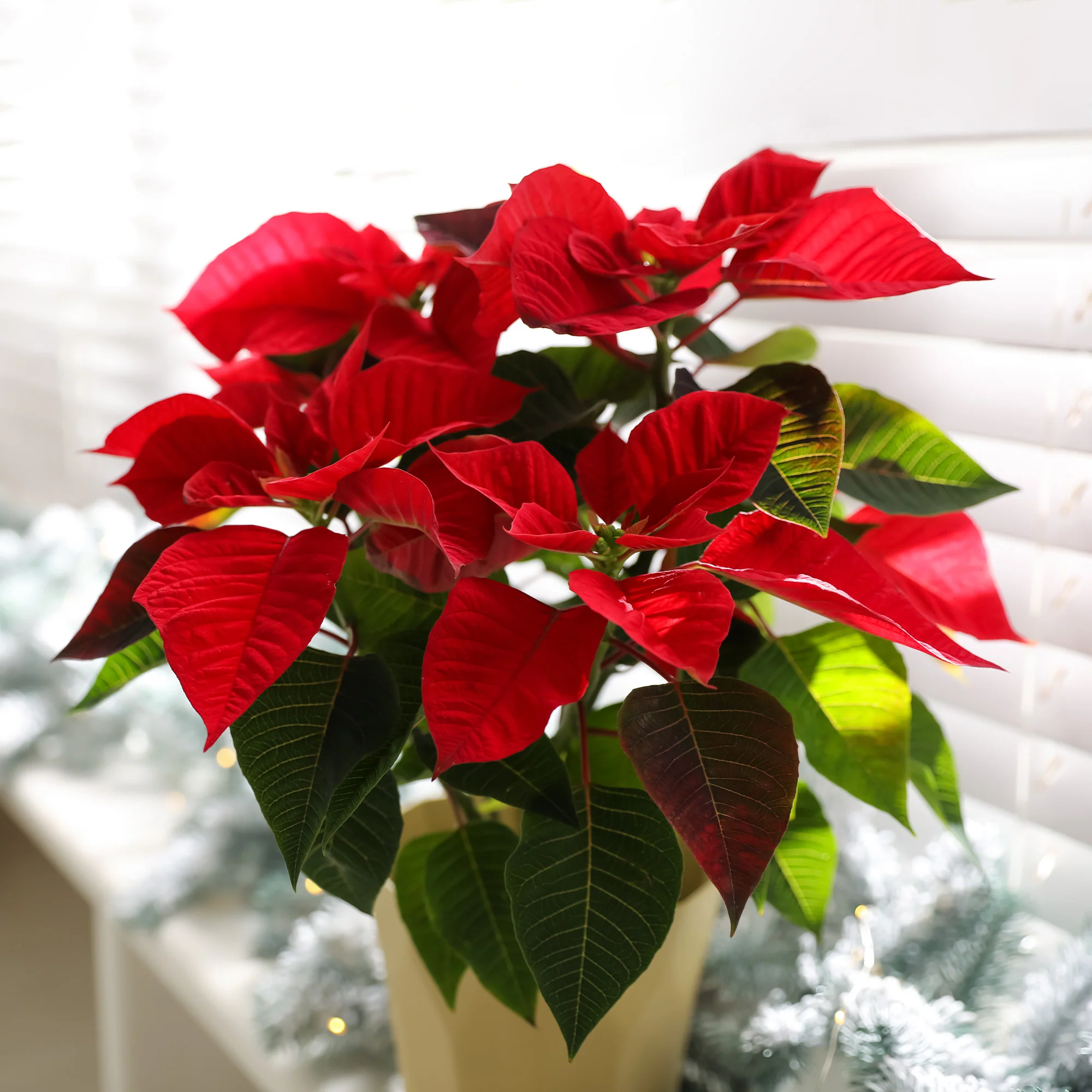 Poinsettia Rouge - Image 4
