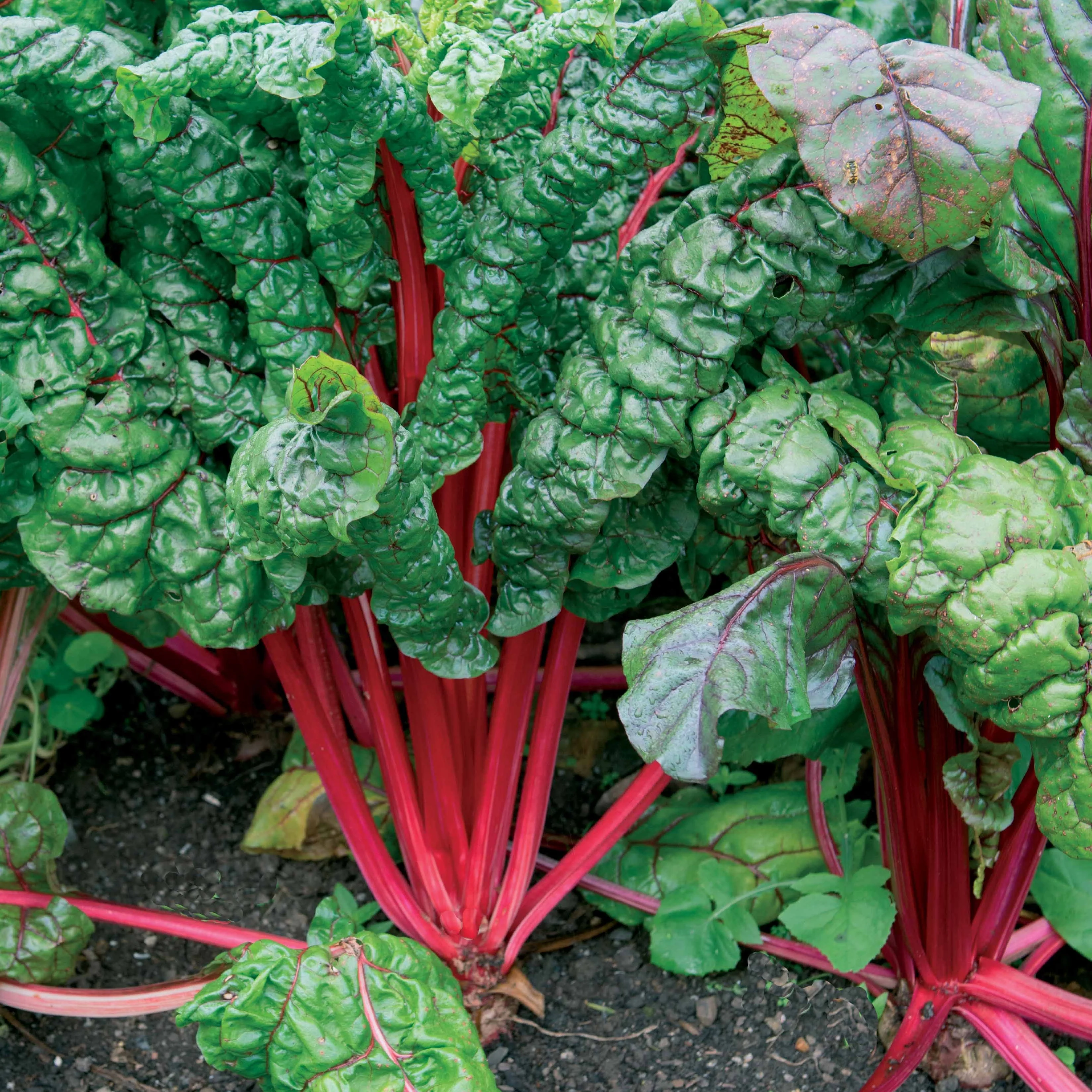 Poirée à carde rouge Rhubarb Chard