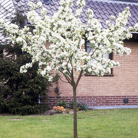 Poirier 'Williams' - Image 4