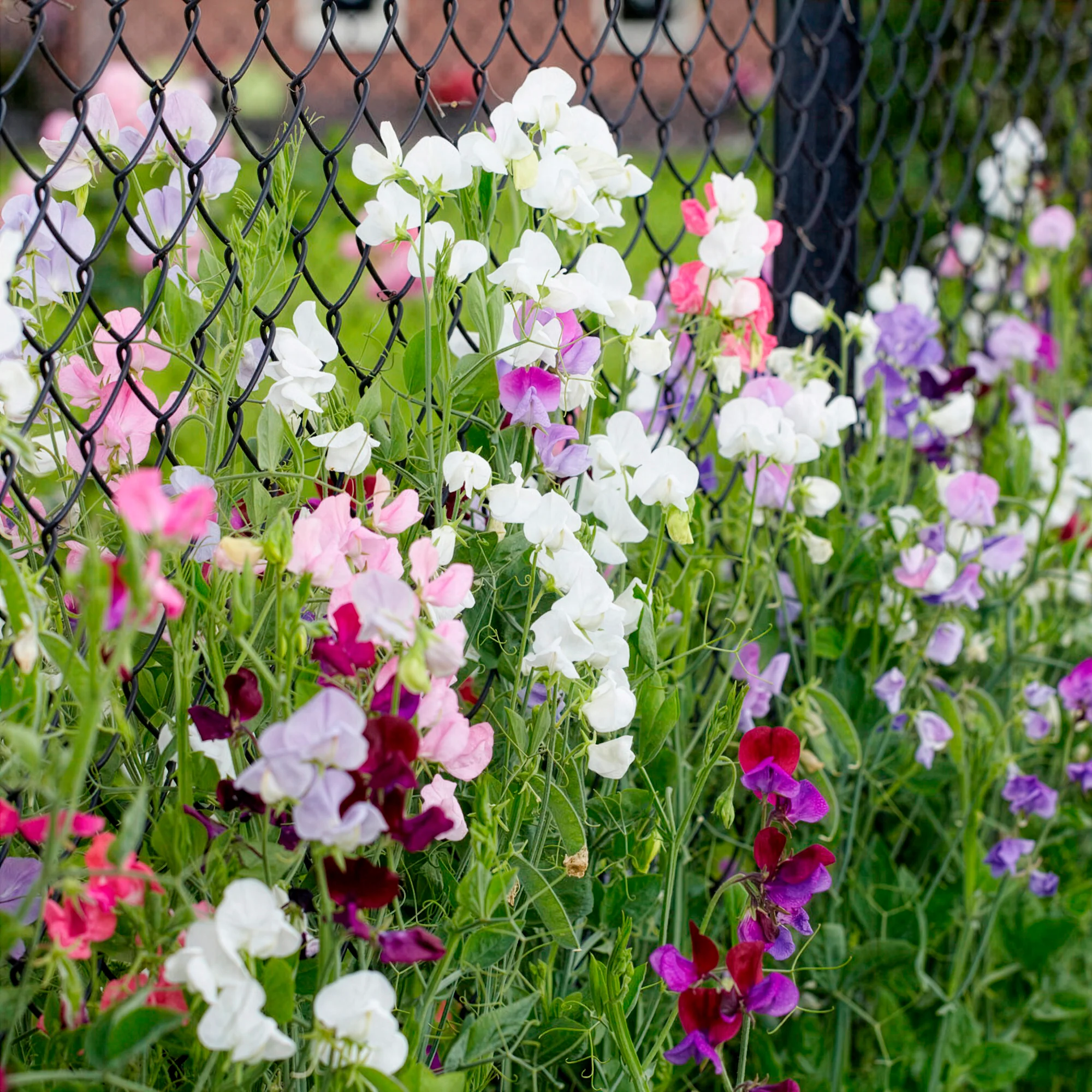 Pois de senteur à grandes fleurs en mélange Bio - Image 2