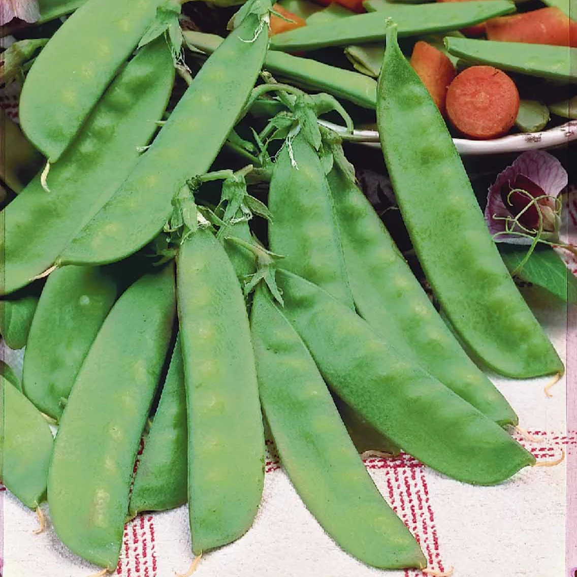 Pois mangetout Héraut - Image 3