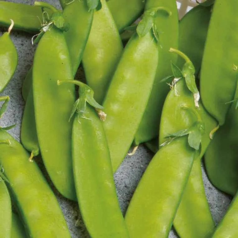 Pois mangetout Norli Bio
