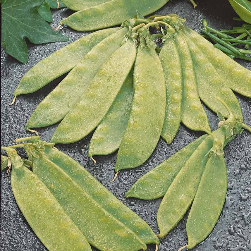 Pois mangetout Oregon Giant - Image 2