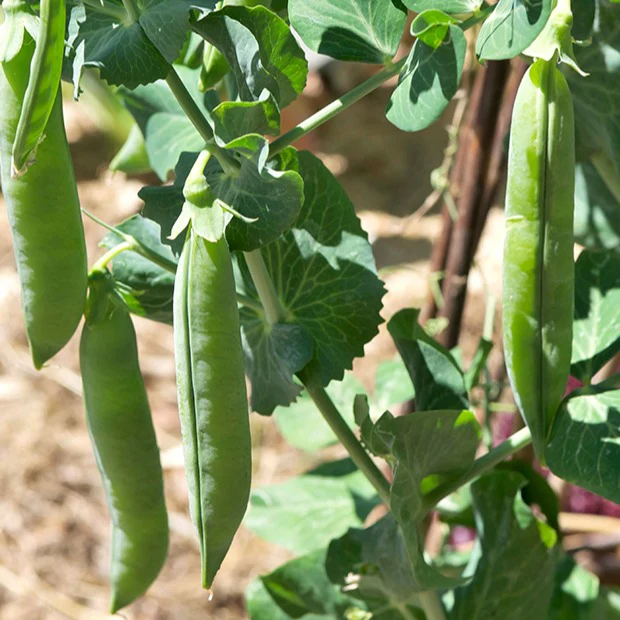 Pois rond nain Petit Provençal - Image 3